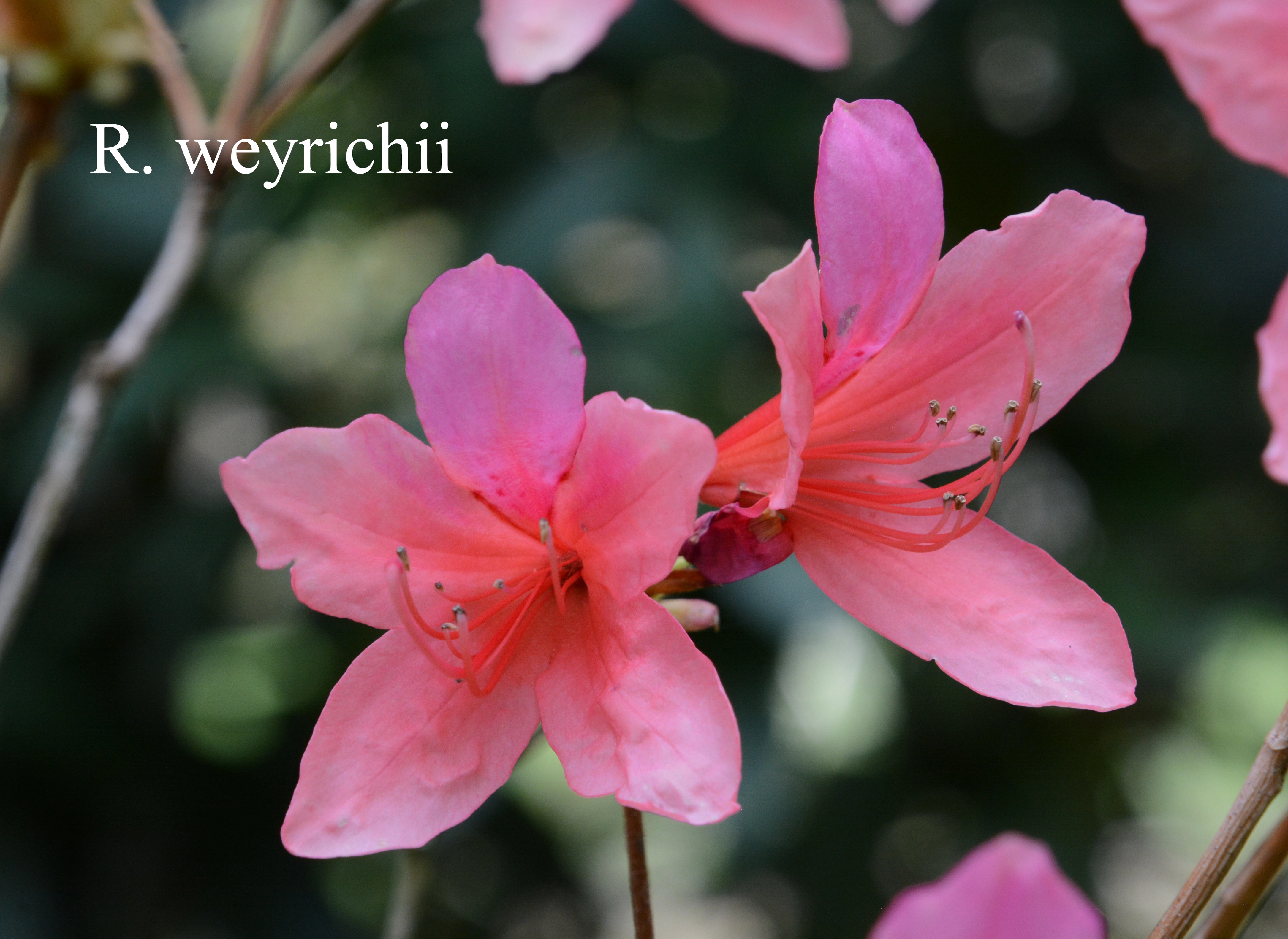 Rhododendron weyrichii photo