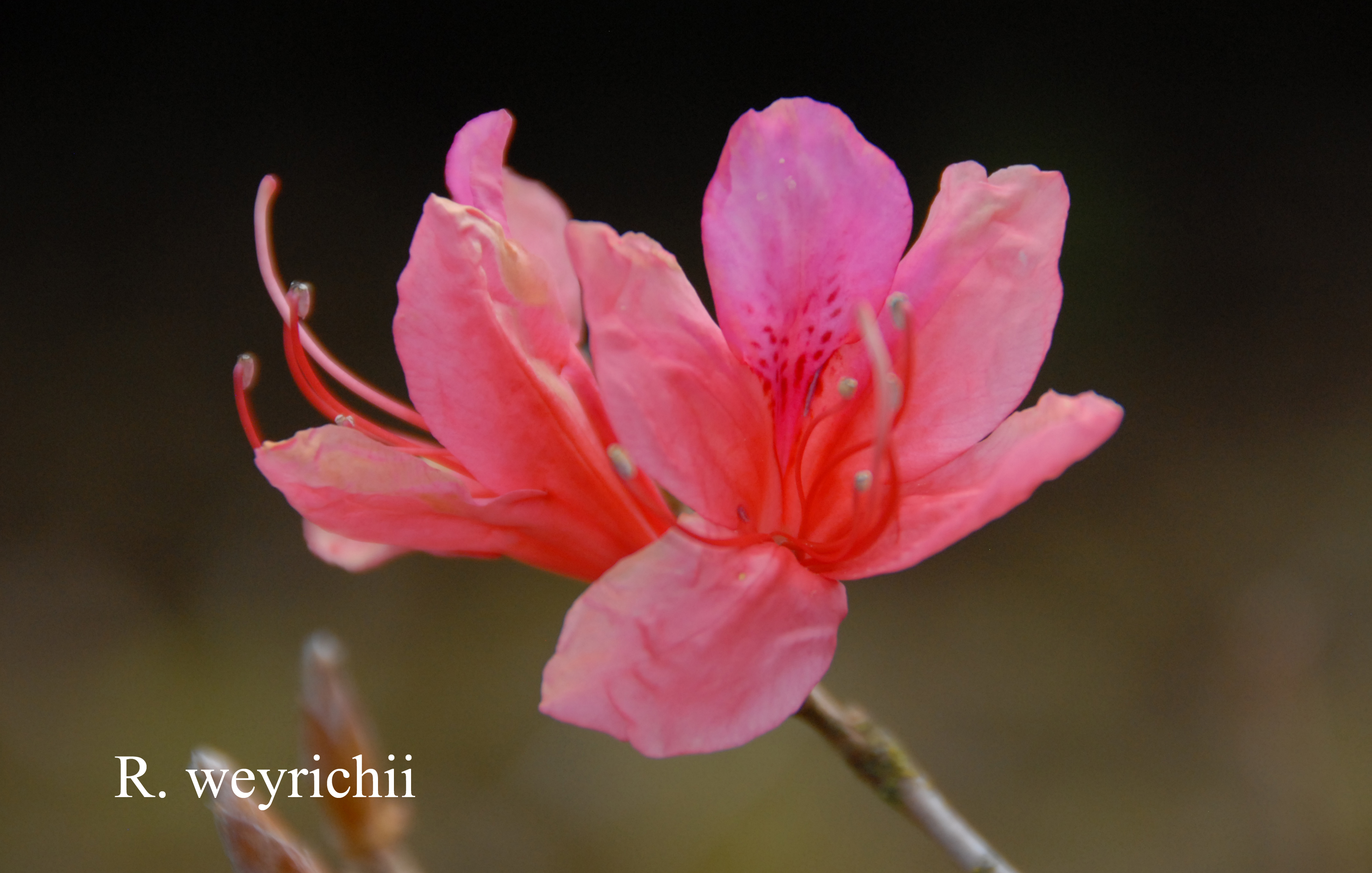 Rhododendron weyrichii photo