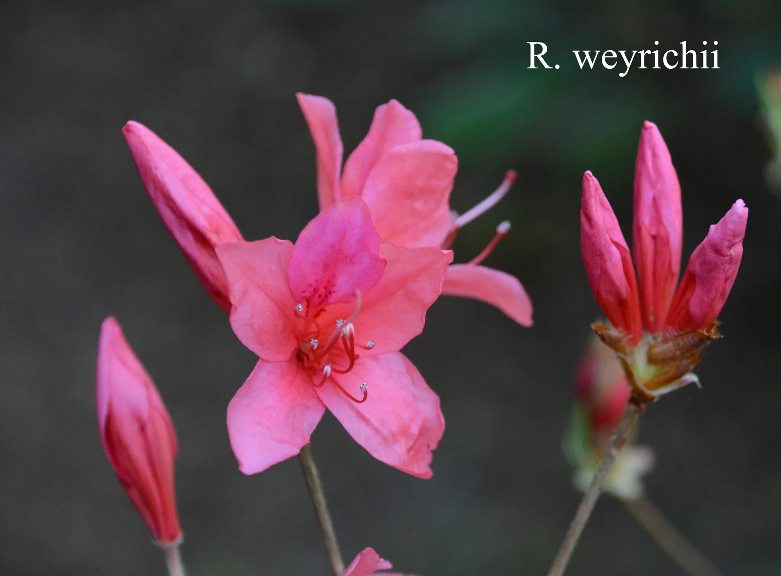 R. weyrichii photo of R. weyrichii. Suzuki. Location: Fearing's Farm Nursery, Abbotsford, BC, Canada. Photo by: Harold Fearing
