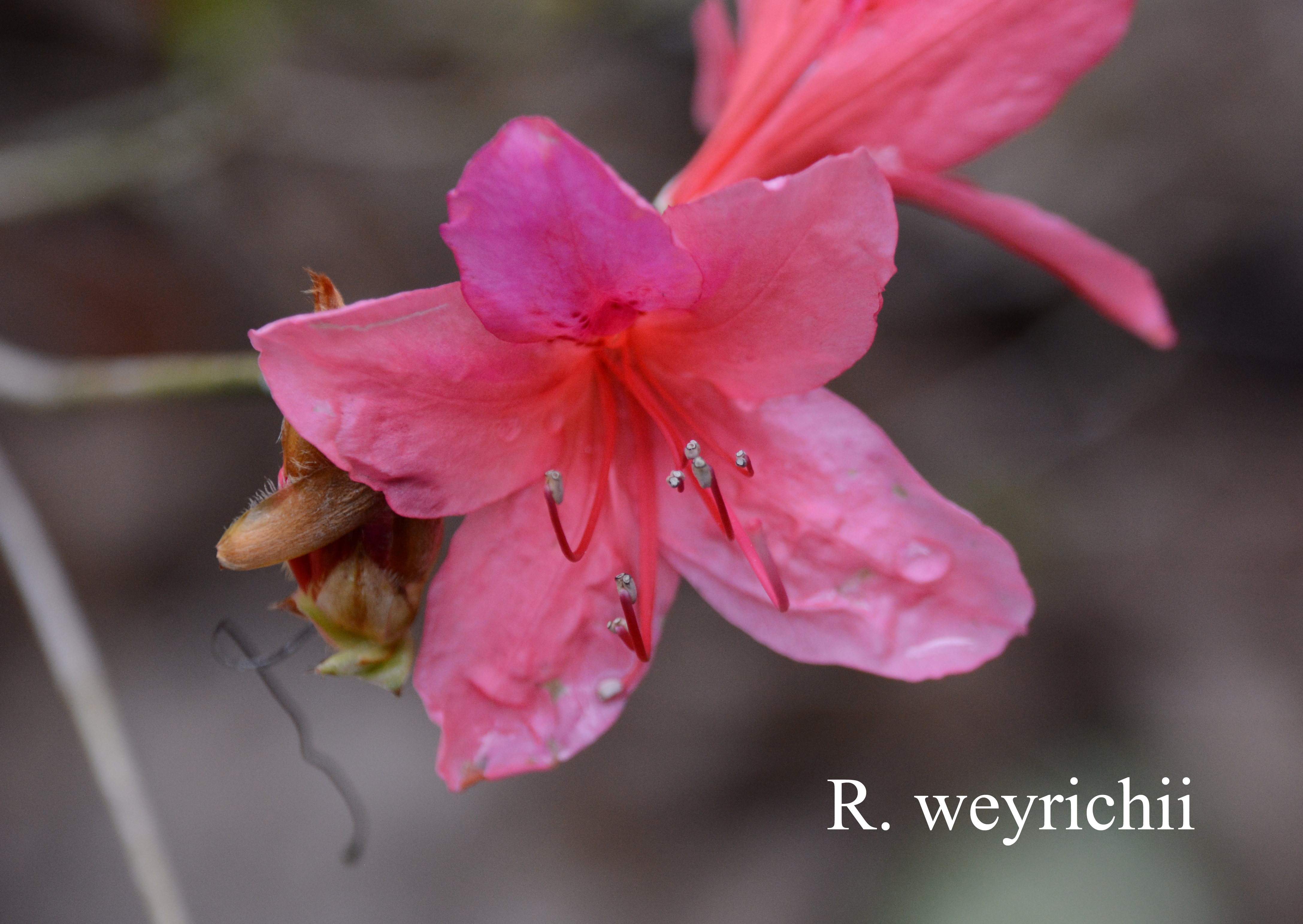 Rhododendron weyrichii photo