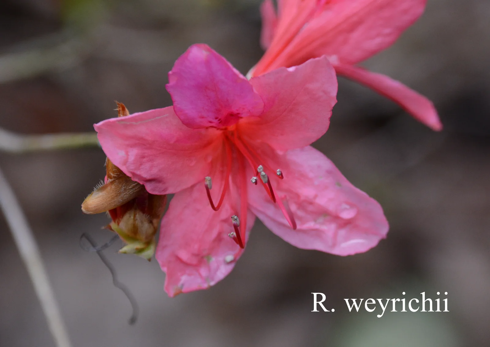 R. weyrichii photo of R. weyrichii. Suzuki. Location: Fearing's Farm Nursery, Abbotsford, BC, Canada. Photo by: Harold Fearing