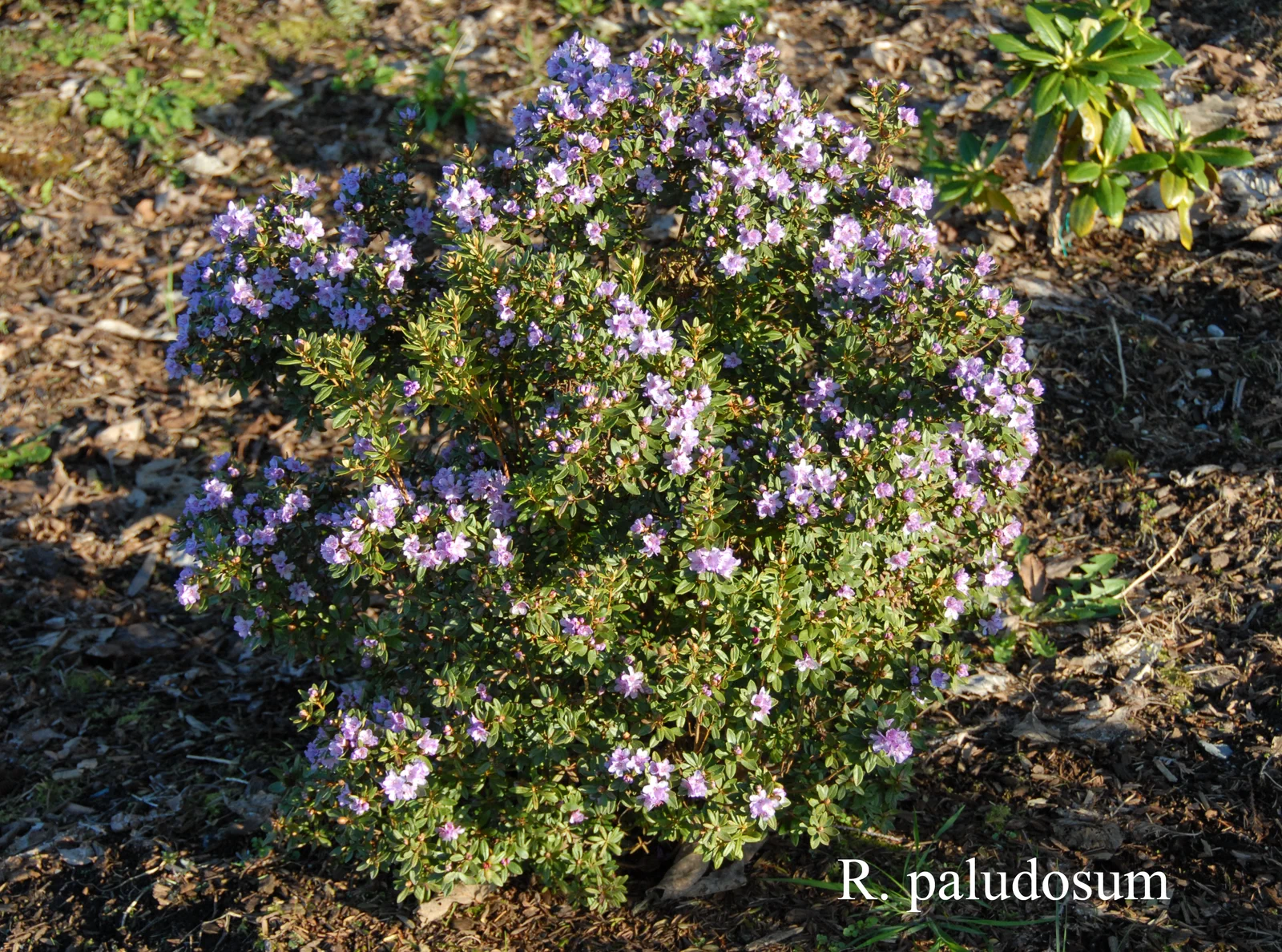 R. nivale ssp nivale photo of R. nivale ssp nivale. Location: Fearing's Farm Nursery, Abbotsford, BC, Canada. Photo by: Harold Fearing