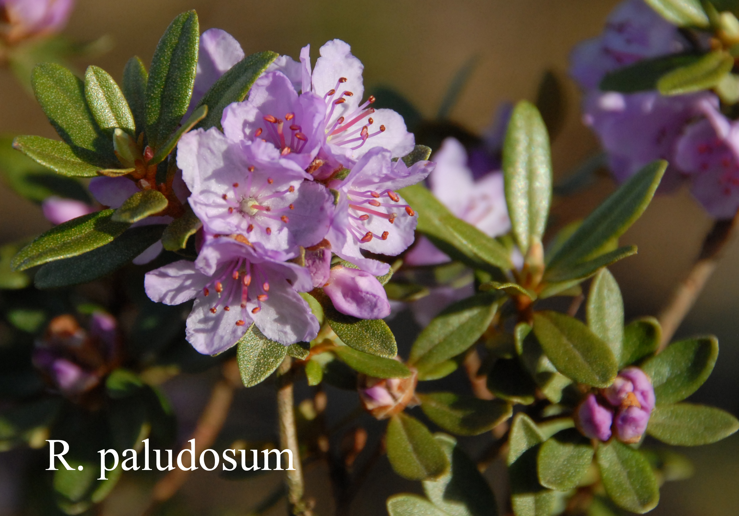 Rhododendron nivale ssp nivale photo
