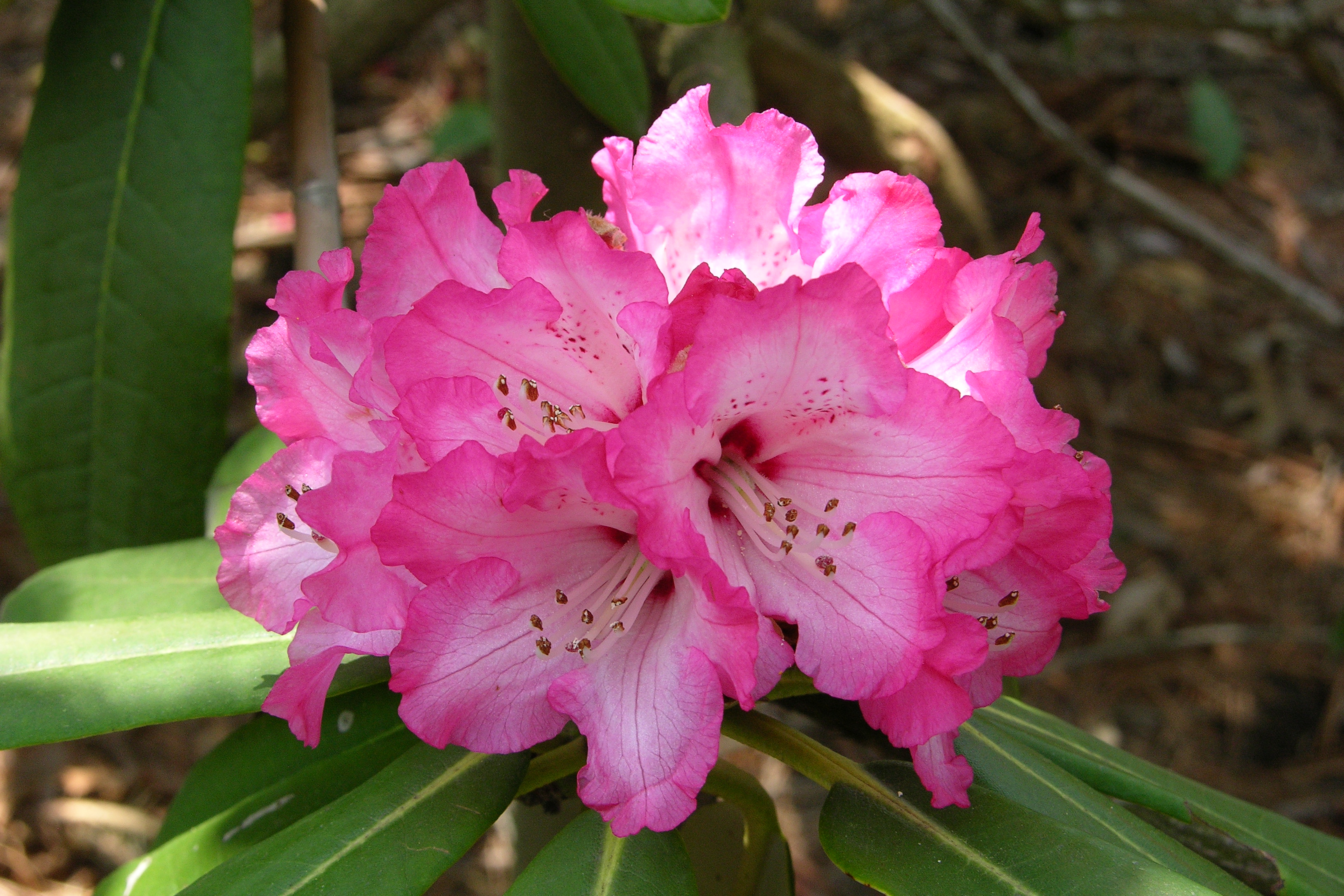 Rhododendron Joseph Brueckner photo