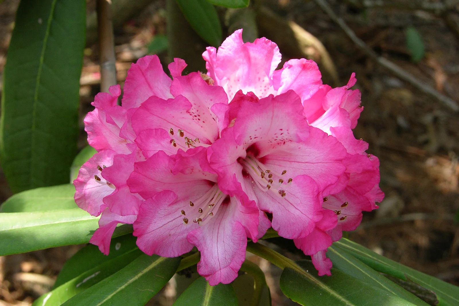 R. 'Joseph Brueckner' photo of R. 'Joseph Brueckner'. Truss closely resembles the pollen parent: Rhododendron arboreum ssp. cinnamomeum CAV 6715) which is at RBGE.. Location: Brueckner garden, Mississauga, Ontario. Photo by: John Weagle