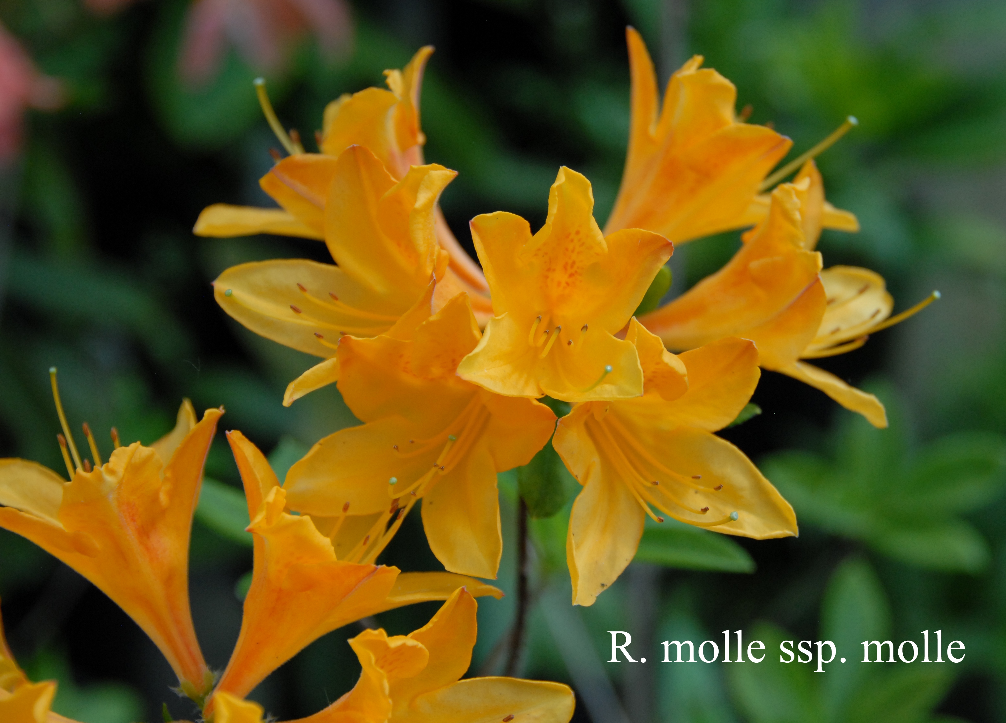 Rhododendron molle ssp molle photo
