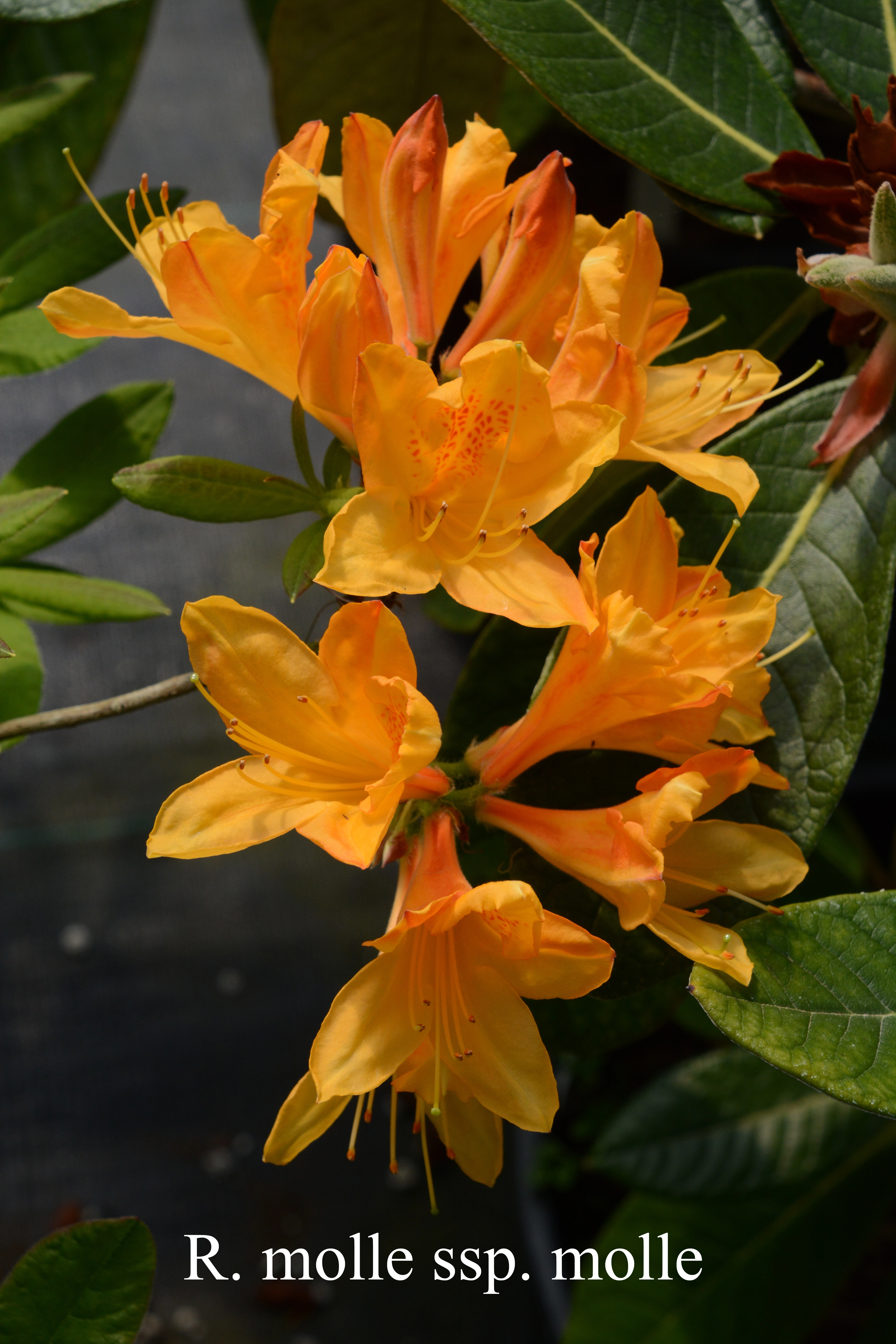 Rhododendron molle ssp molle photo