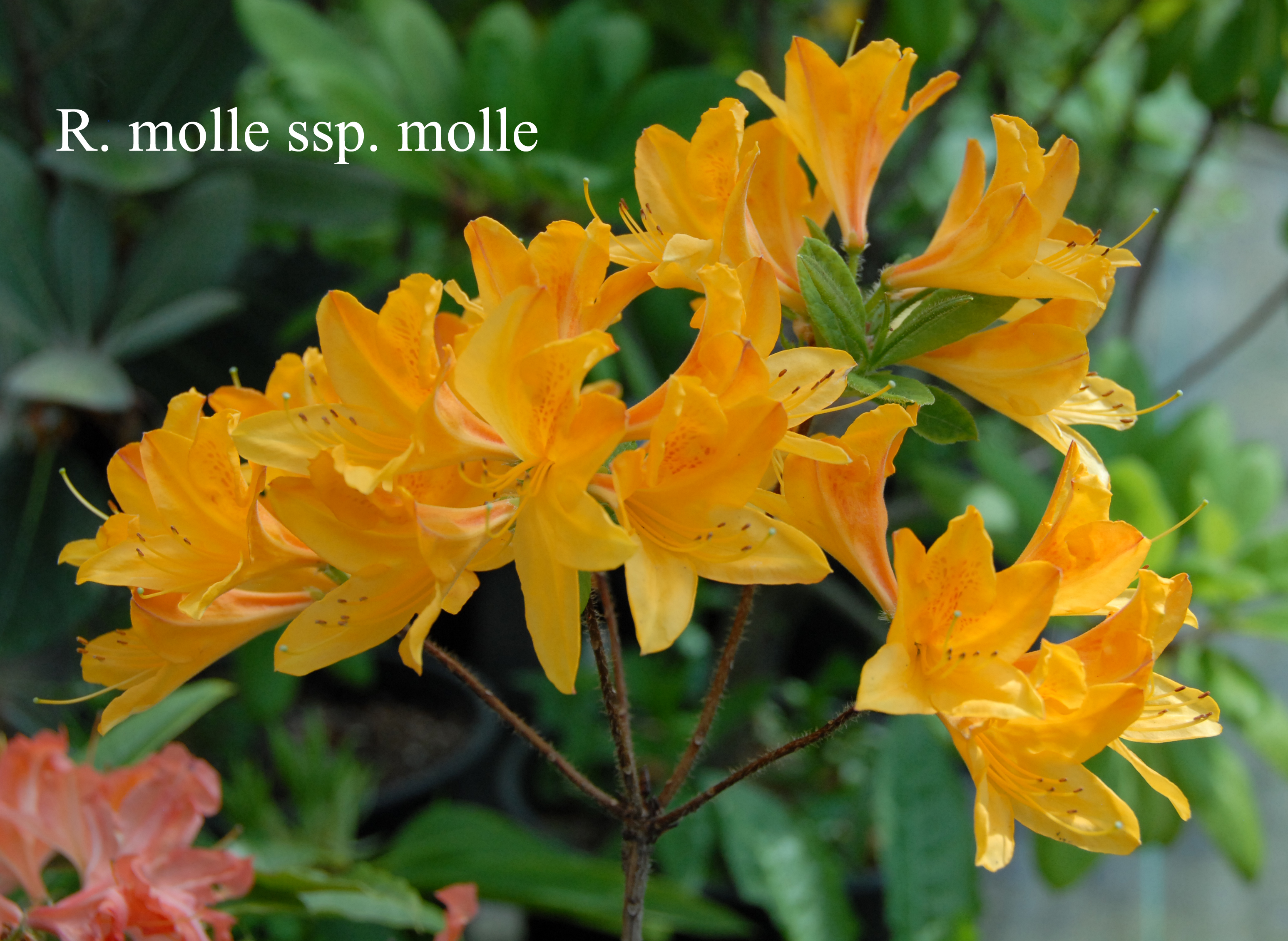Rhododendron molle ssp molle photo