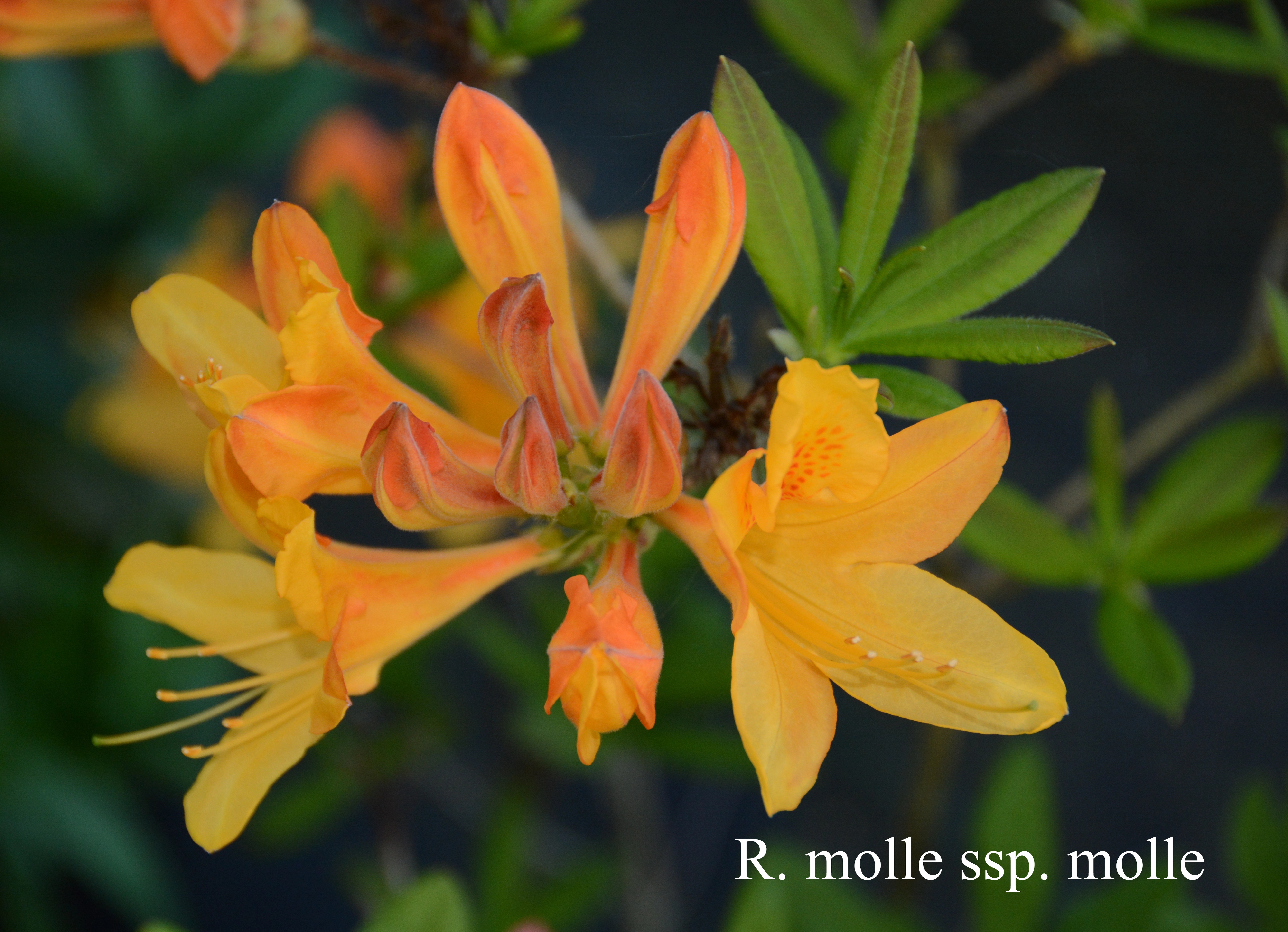 Rhododendron molle ssp molle photo