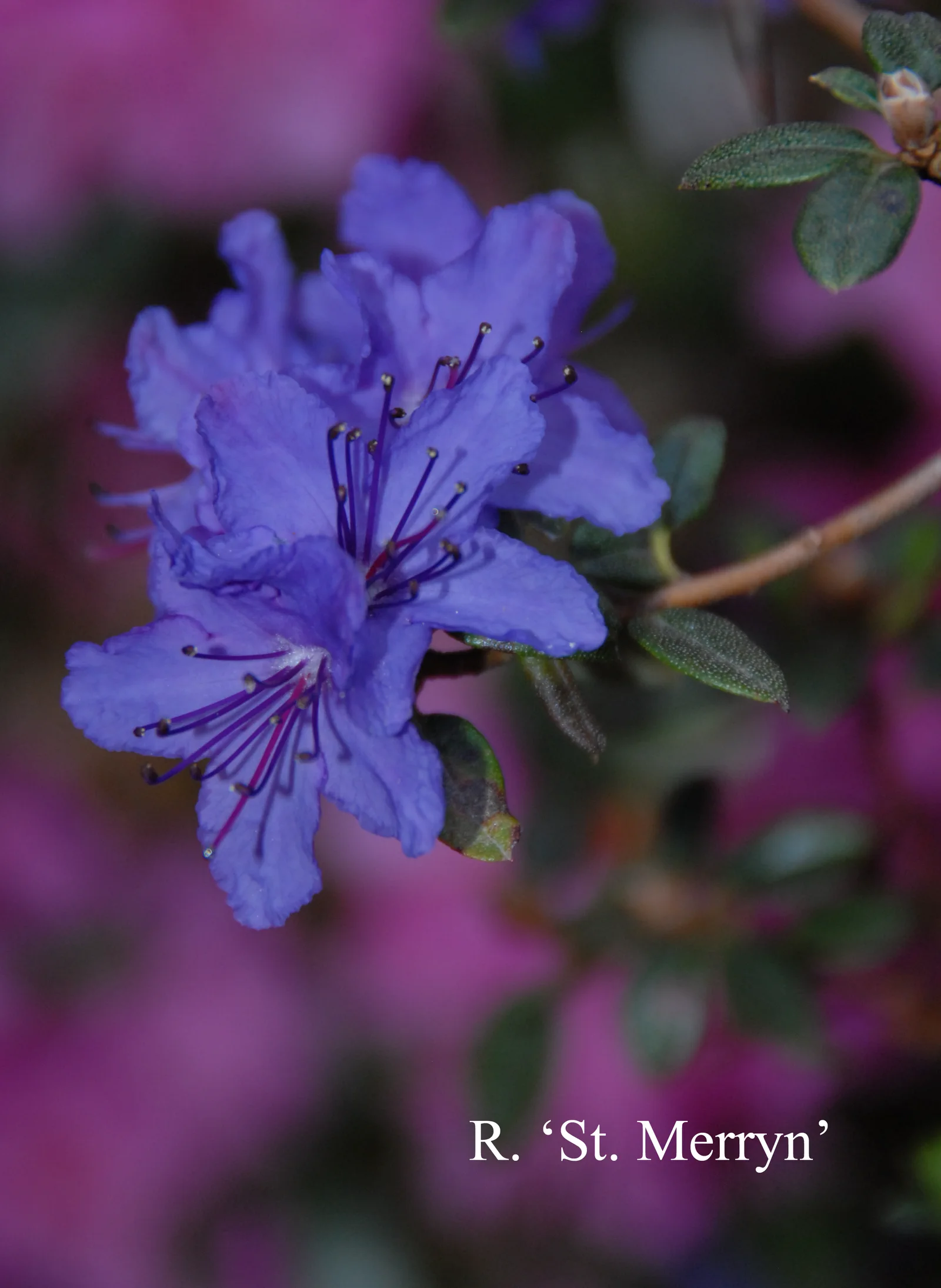 R. 'Saint Merryn' photo of R. 'Saint Merryn'. Location: Fearing's Farm Nursery, Abbotsford, BC, Canada. Photo by: Harold Fearing