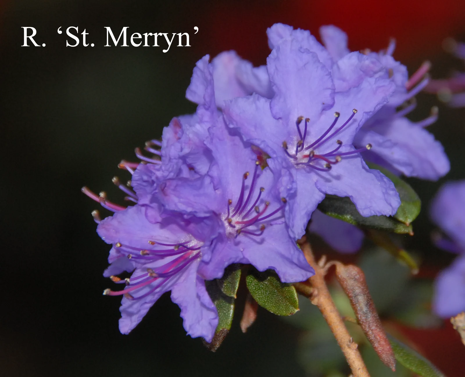 R. 'Saint Merryn' photo of R. 'Saint Merryn'. Location: Fearing's Farm Nursery, Abbotsford, BC, Canada. Photo by: Harold Fearing