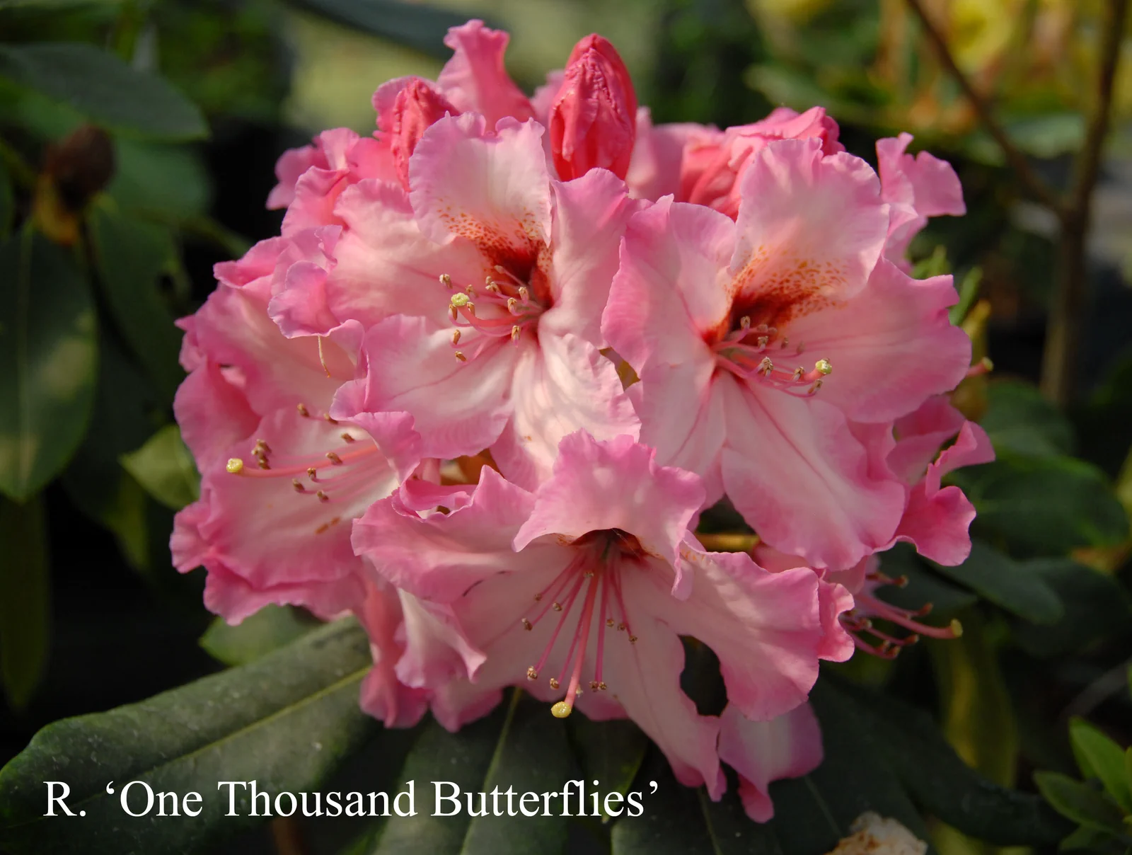R. 'One Thousand Butterflies' photo of R. 'One Thousand Butterflies'. Location: Fearing's Farm Nursery, Abbotsford, BC, Canada. Photo by: Harold Fearing