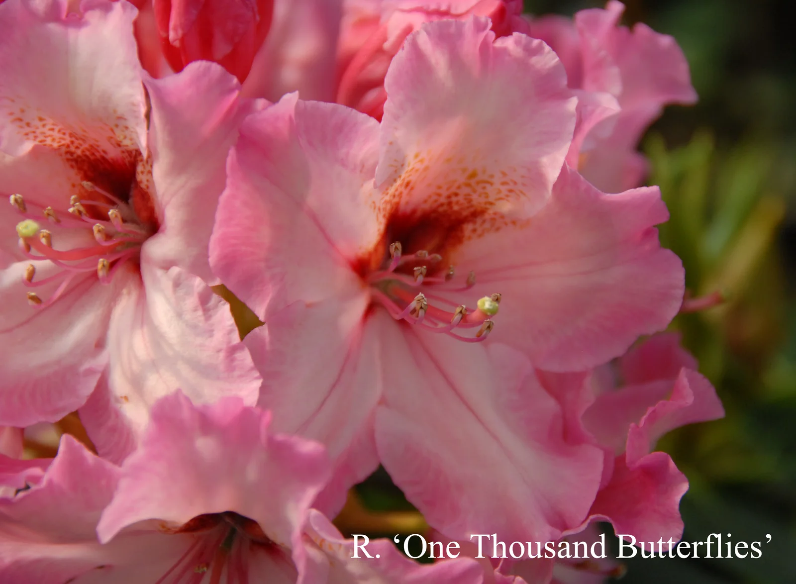 R. 'One Thousand Butterflies' photo of R. 'One Thousand Butterflies'. Location: Fearing's Farm Nursery, Abbotsford, BC, Canada. Photo by: Harold Fearing