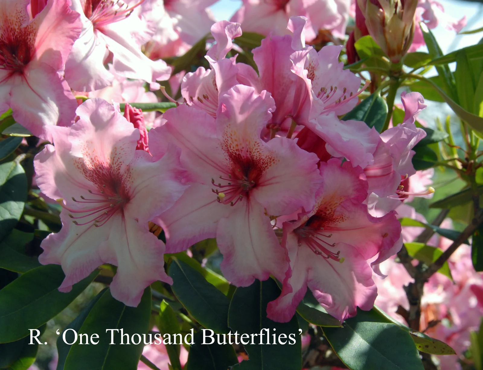 R. 'One Thousand Butterflies' photo of R. 'One Thousand Butterflies'. Location: Fearing's Farm Nursery, Abbotsford, BC, Canada. Photo by: Harold Fearing