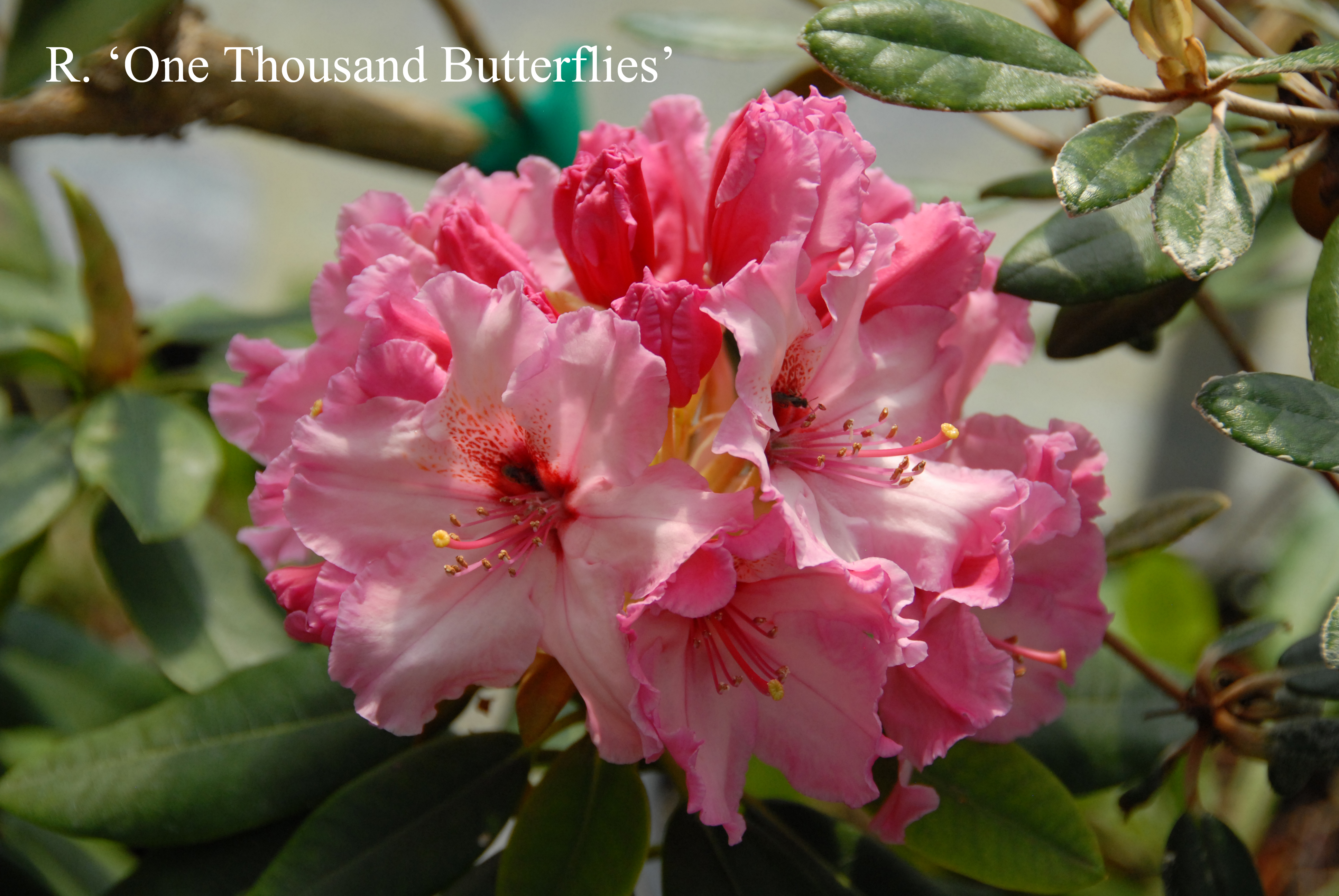 Rhododendron One Thousand Butterflies photo