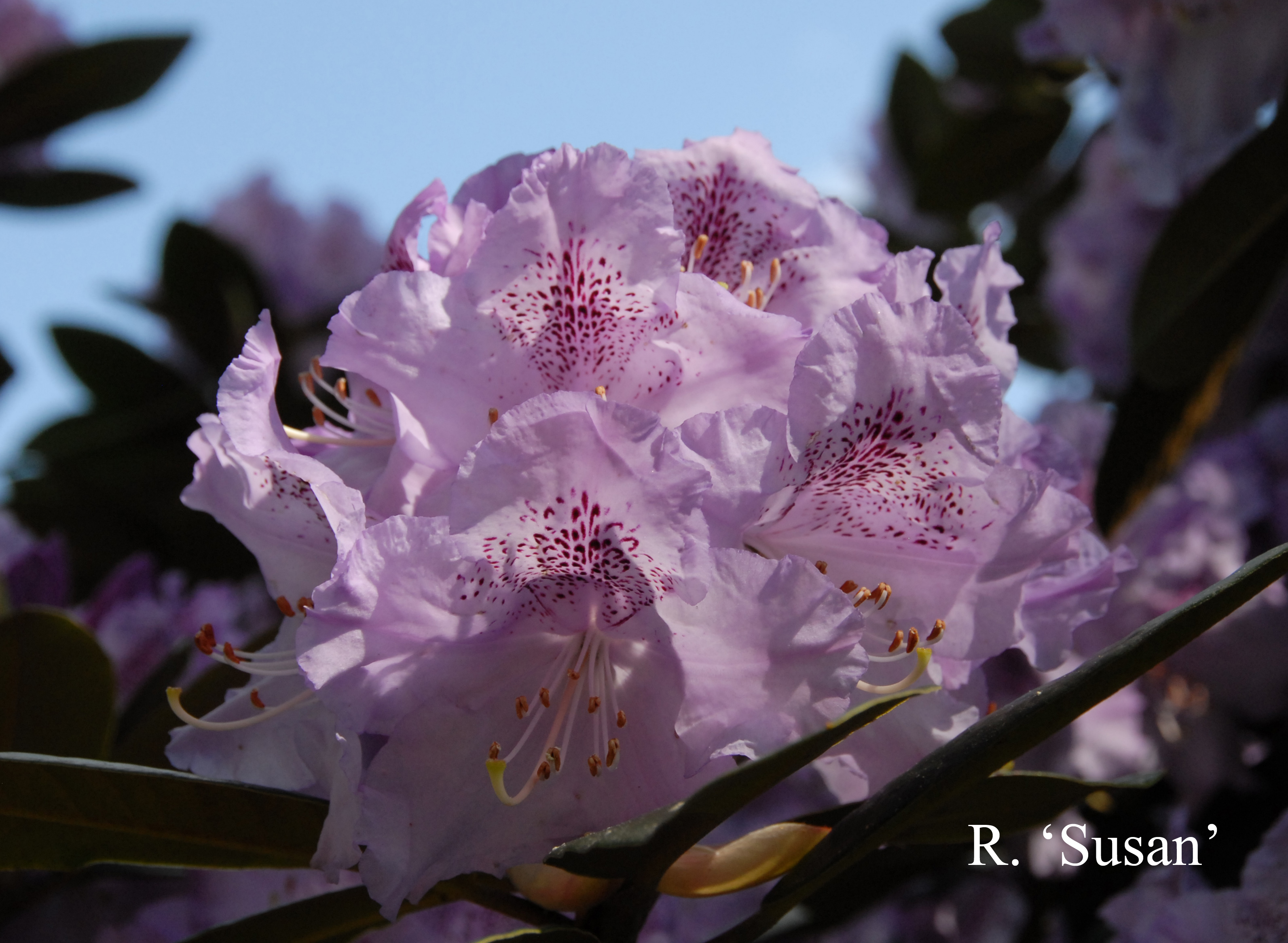 Rhododendron Susan photo