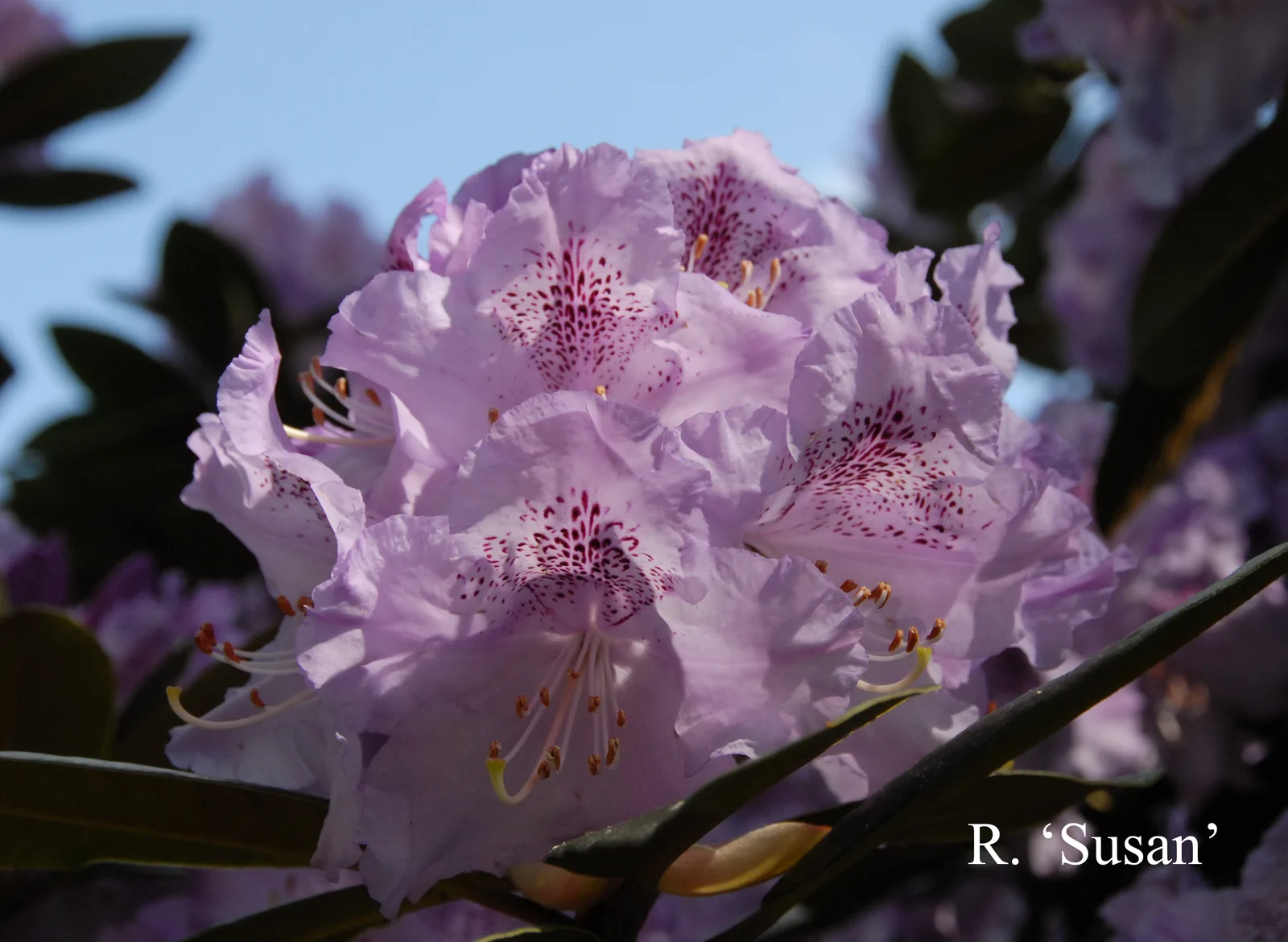 R. 'Susan' photo of R. 'Susan'. Location: Fearing's Farm Nursery, Abbotsford, BC, Canada. Photo by: Harold Fearing