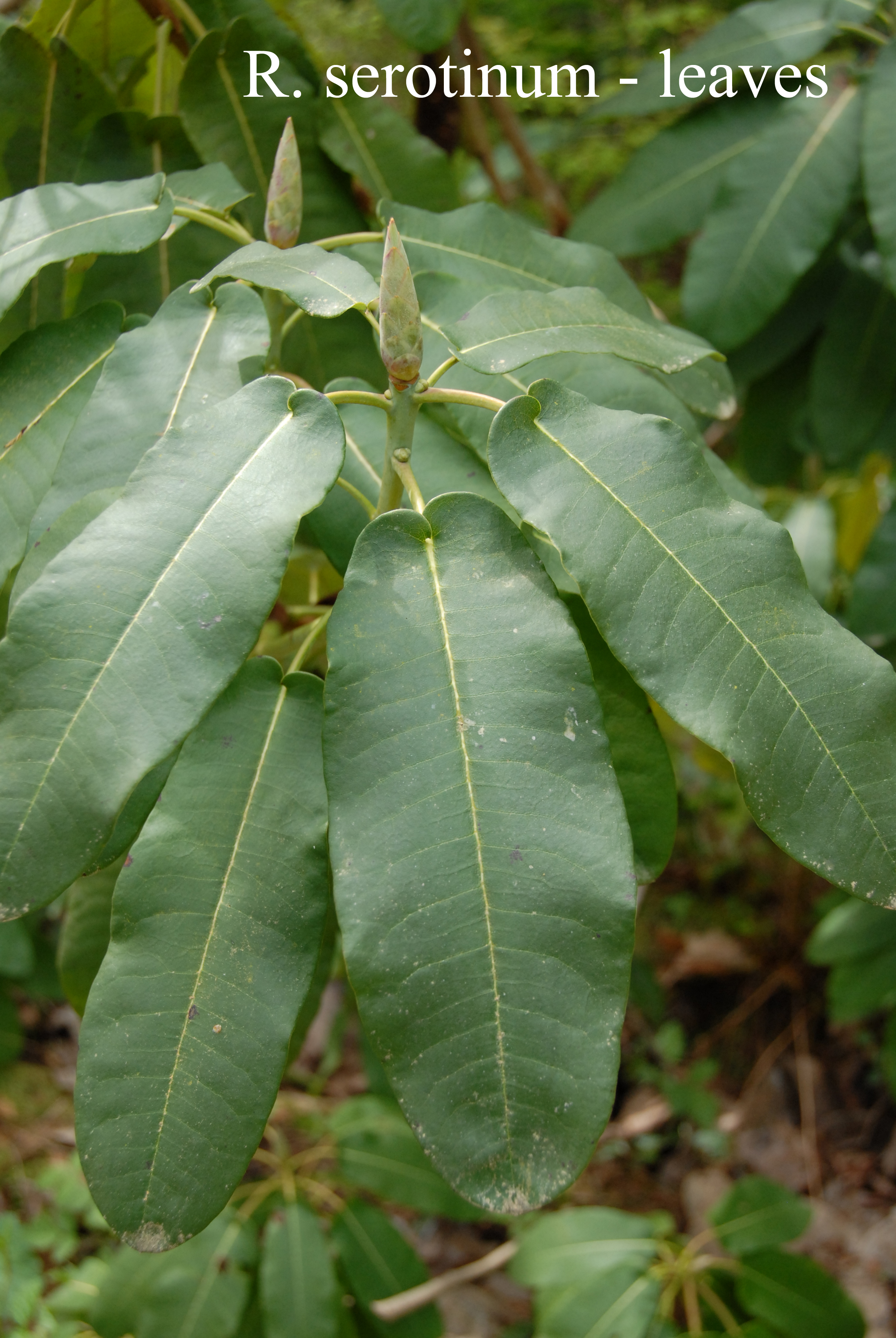 Rhododendron serotinum photo