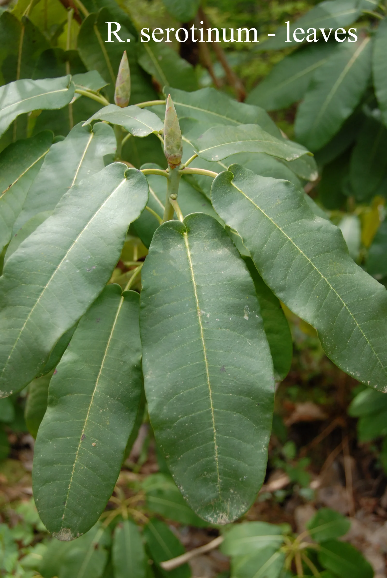 R. serotinum photo of R. serotinum. Leaves. Location: Fearing's Farm Nursery, Abbotsford, BC, Canada. Photo by: Harold Fearing