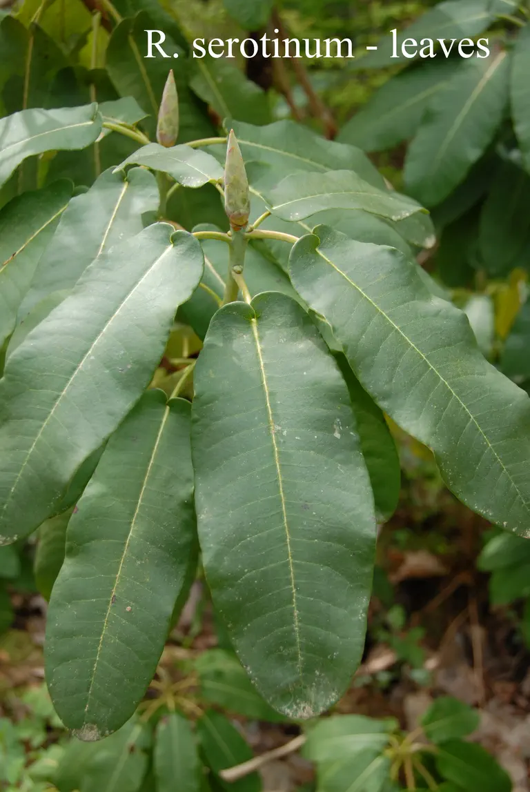 Photo of R. serotinum, Species