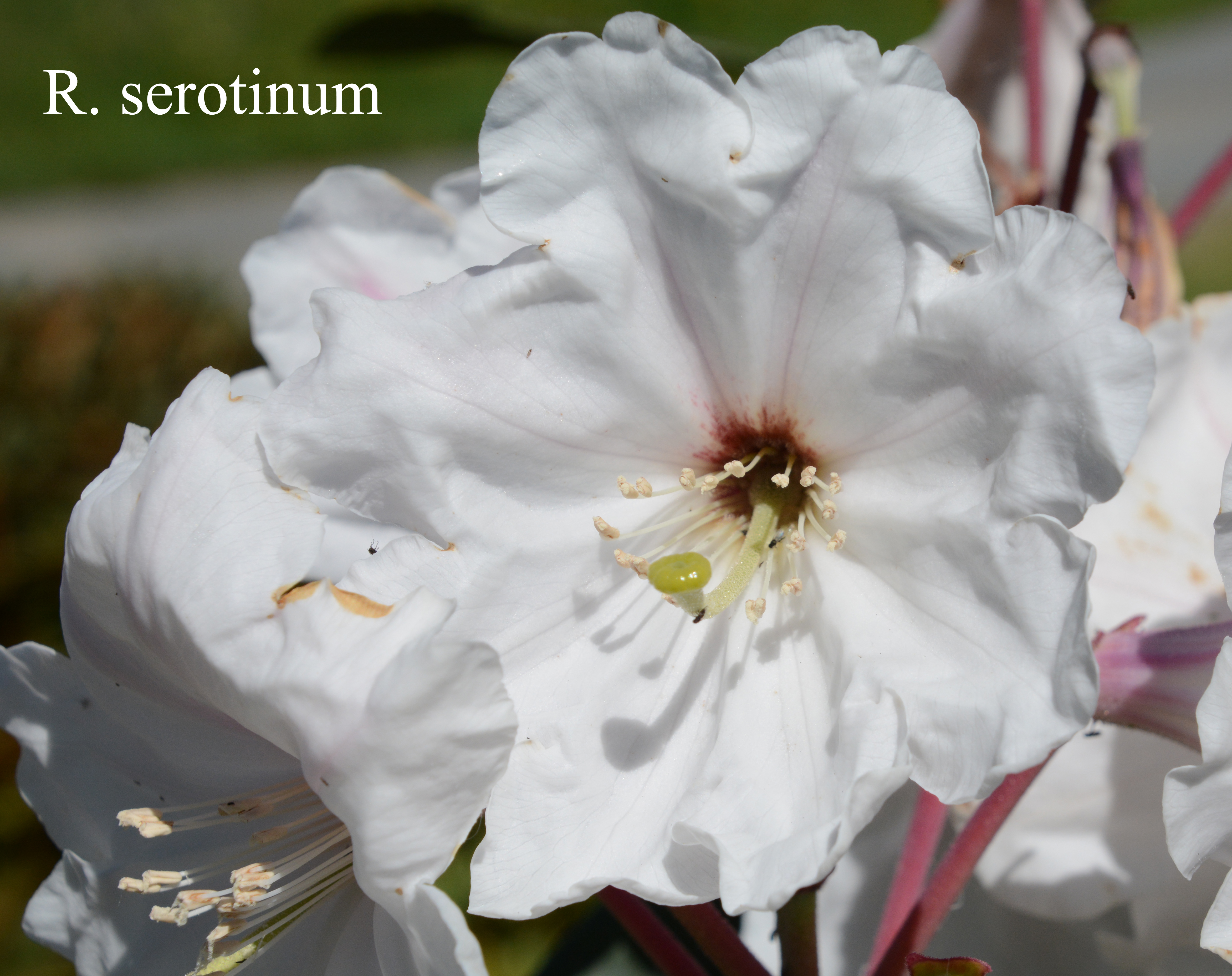 Rhododendron serotinum photo
