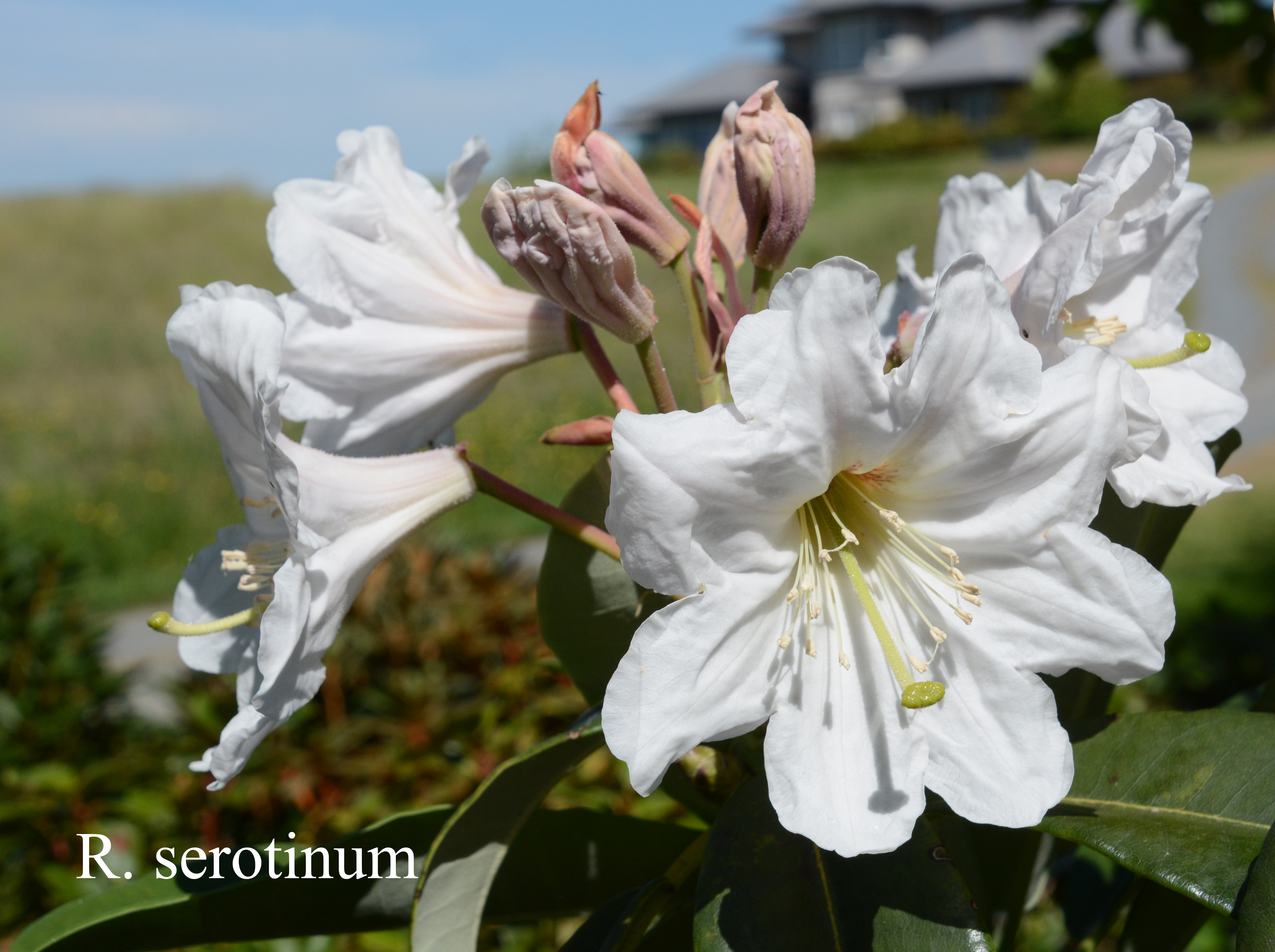 Rhododendron serotinum photo