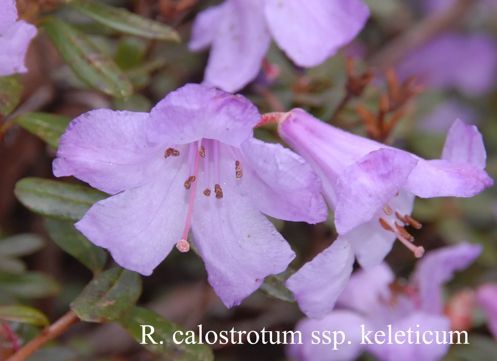 R. calostrotum ssp keleticum photo of R. calostrotum ssp keleticum. Location: Fearing's Farm Nursery, Abbotsford, BC, Canada. Photo by: Harold Fearing