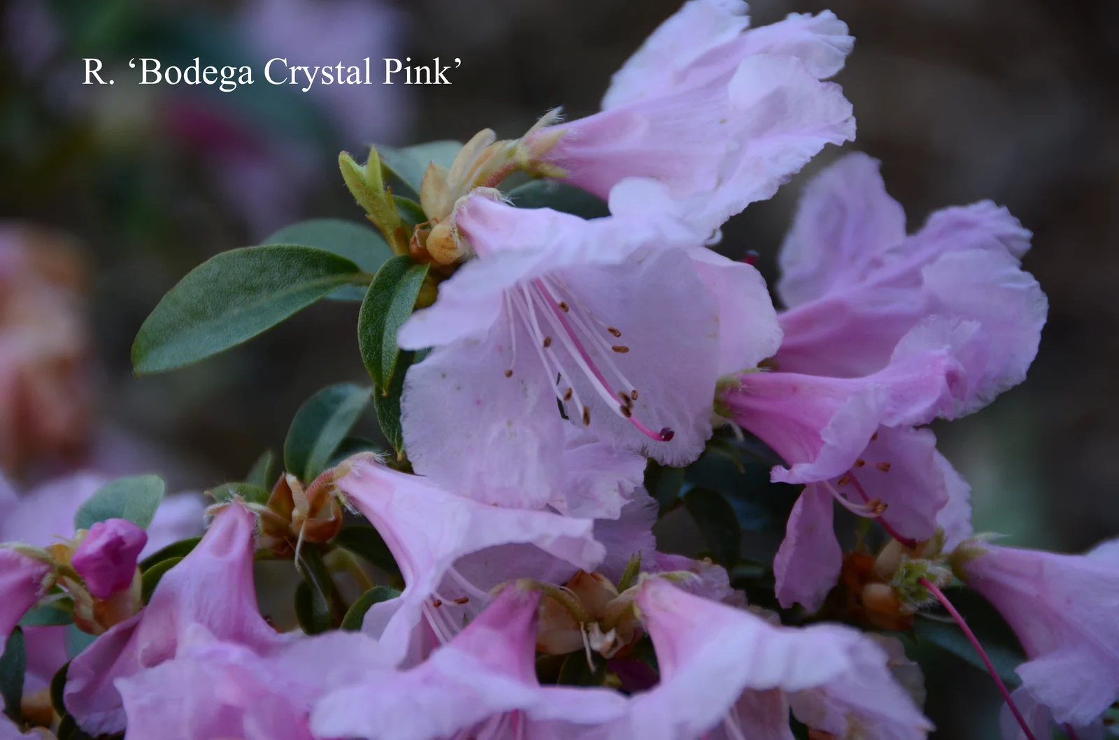 R. 'Bodega Crystal Pink' photo of R. 'Bodega Crystal Pink'. Location: Fearing's Farm Nursery, Abbotsford, BC, Canada. Photo by: Harold Fearing