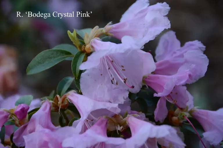 Photo of R. 'Bodega Crystal Pink', Rhododendron Hybrid