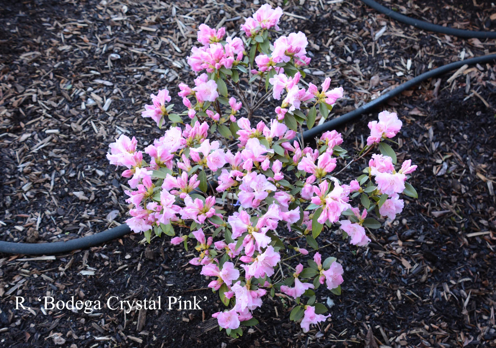 R. 'Bodega Crystal Pink' photo of R. 'Bodega Crystal Pink'. Location: Fearing's Farm Nursery, Abbotsford, BC, Canada. Photo by: Harold Fearing