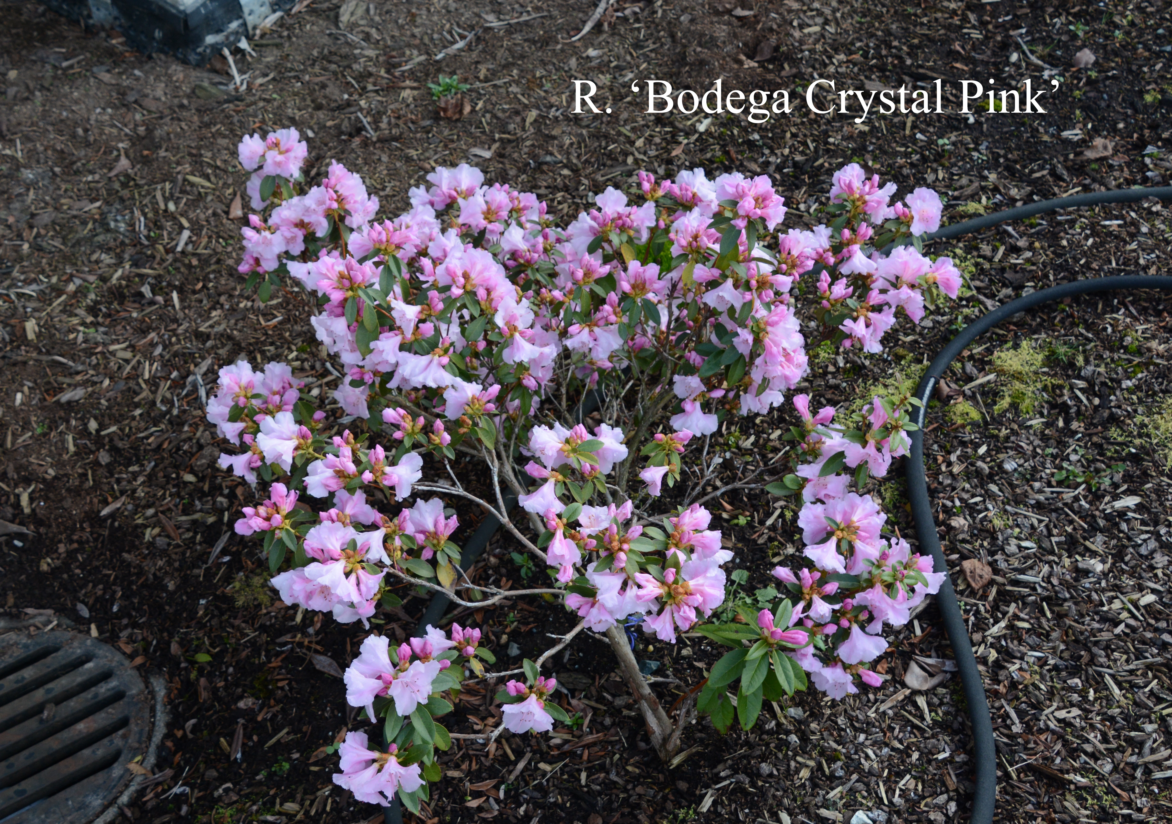 Rhododendron Bodega Crystal Pink photo