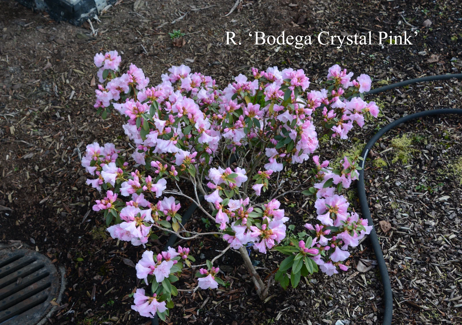 R. 'Bodega Crystal Pink' photo of R. 'Bodega Crystal Pink'. Location: Fearing's Farm Nursery, Abbotsford, BC, Canada. Photo by: Harold Fearing