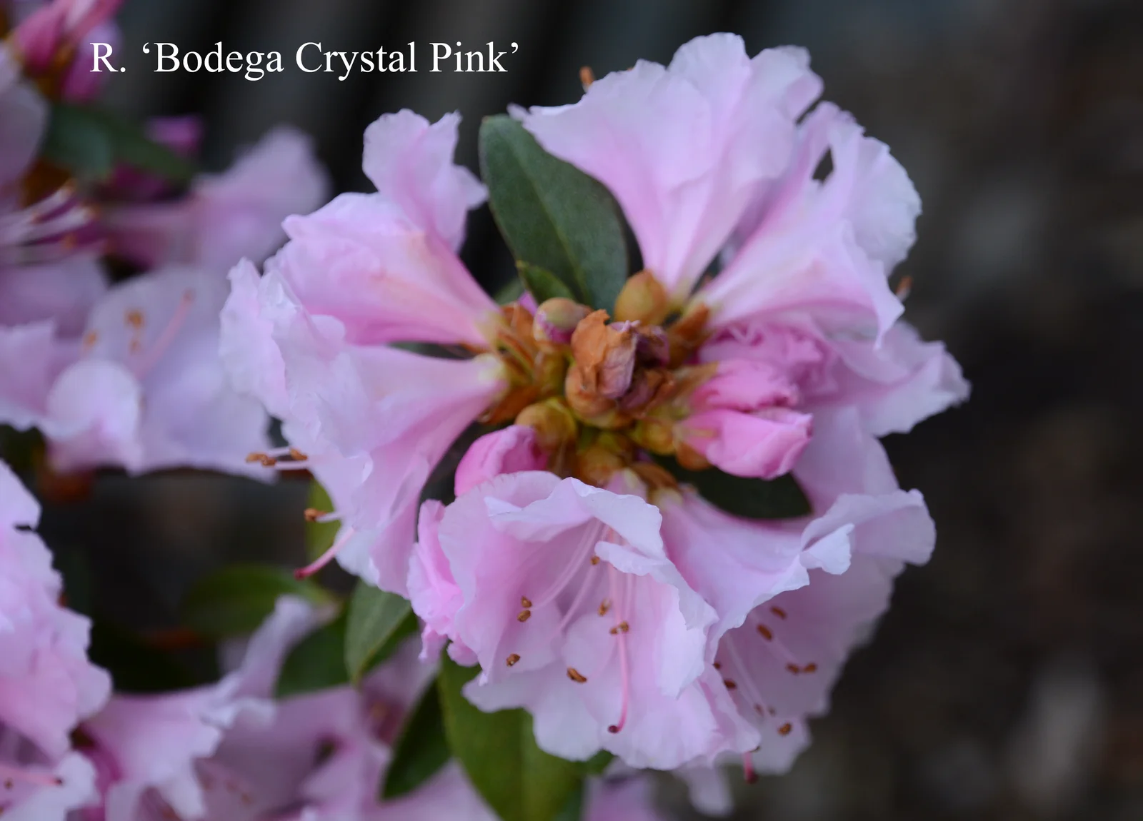R. 'Bodega Crystal Pink' photo of R. 'Bodega Crystal Pink'. Location: Fearing's Farm Nursery, Abbotsford, BC, Canada. Photo by: Harold Fearing