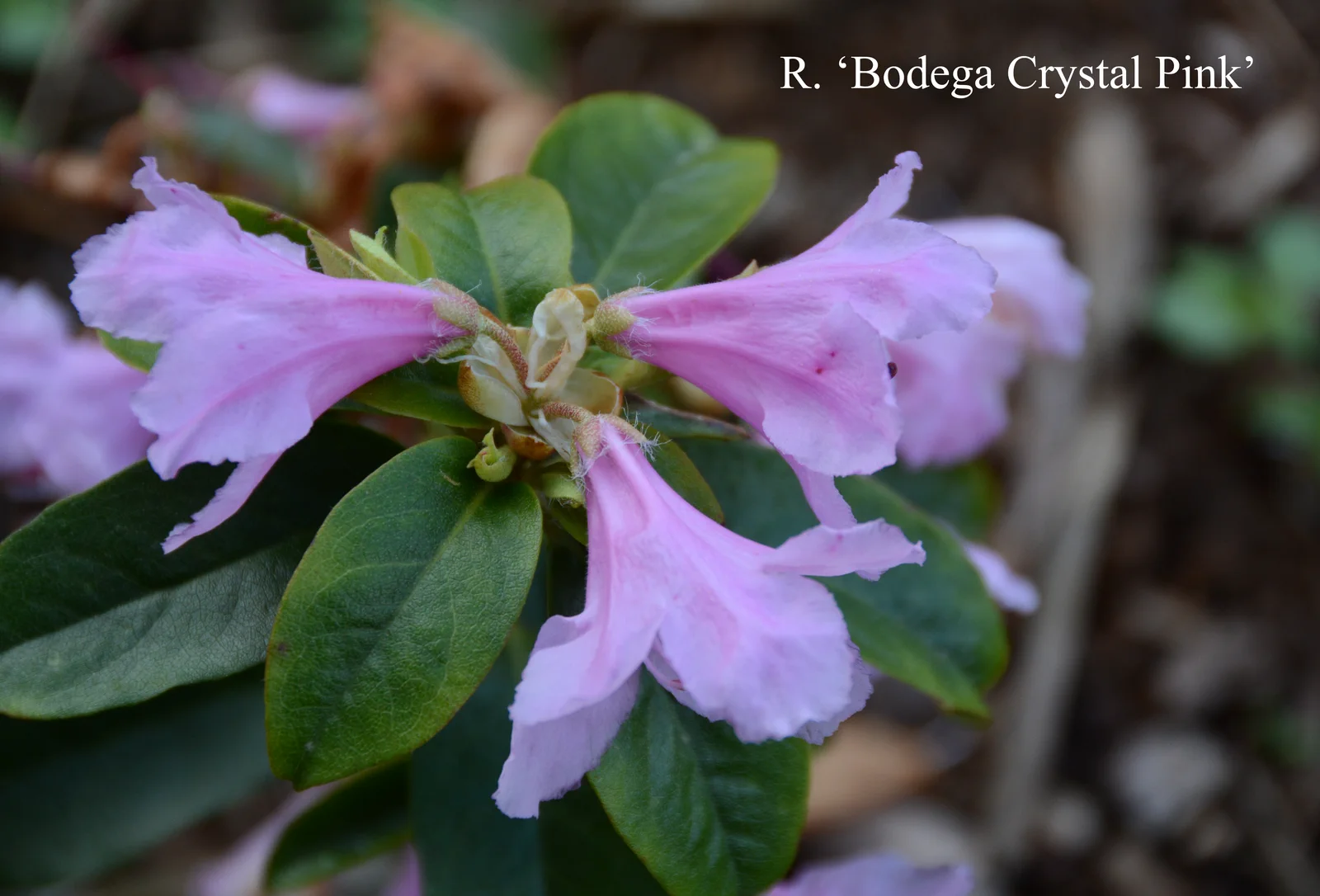 R. 'Bodega Crystal Pink' photo of R. 'Bodega Crystal Pink'. Location: Fearing's Farm Nursery, Abbotsford, BC, Canada. Photo by: Harold Fearing