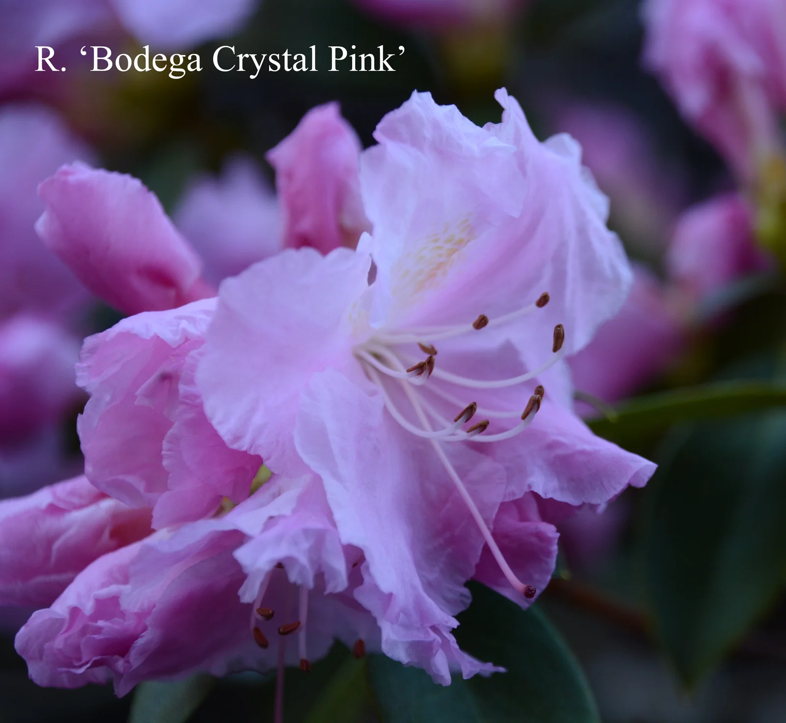 R. 'Bodega Crystal Pink' photo of R. 'Bodega Crystal Pink'. Location: Fearing's Farm Nursery, Abbotsford, BC, Canada. Photo by: Harold Fearing