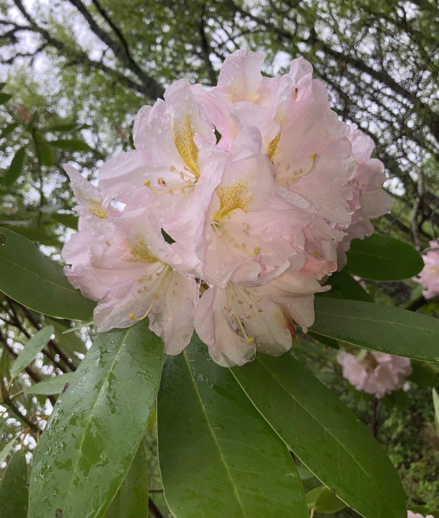 Rhododendron Merley Cream photo