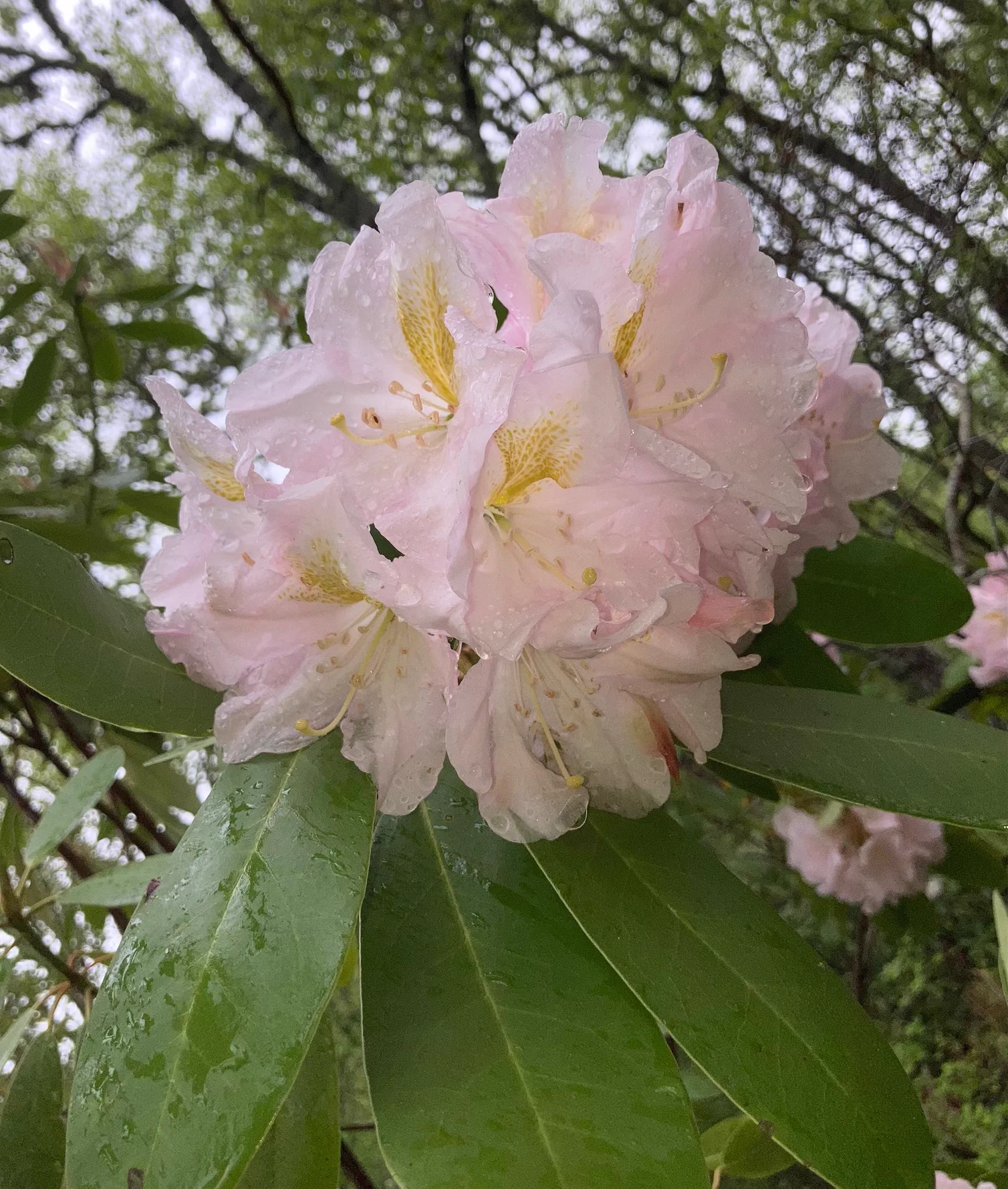 R. 'Merley Cream' photo of R. 'Merley Cream'. Dexter hybrid. Location: Martha's Vineyard, MA z7a. Photo by: Peter Norris