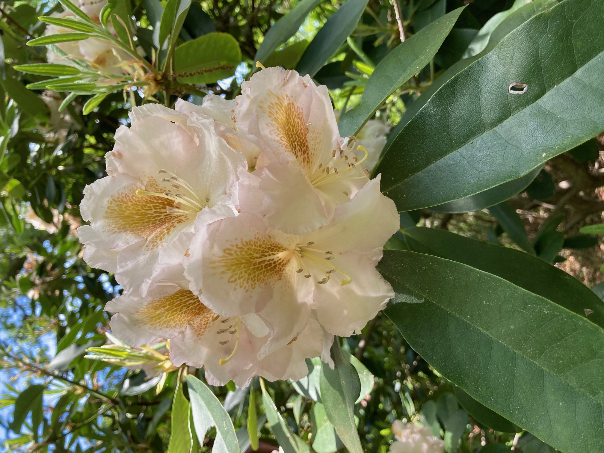 Rhododendron Ada Lohr photo
