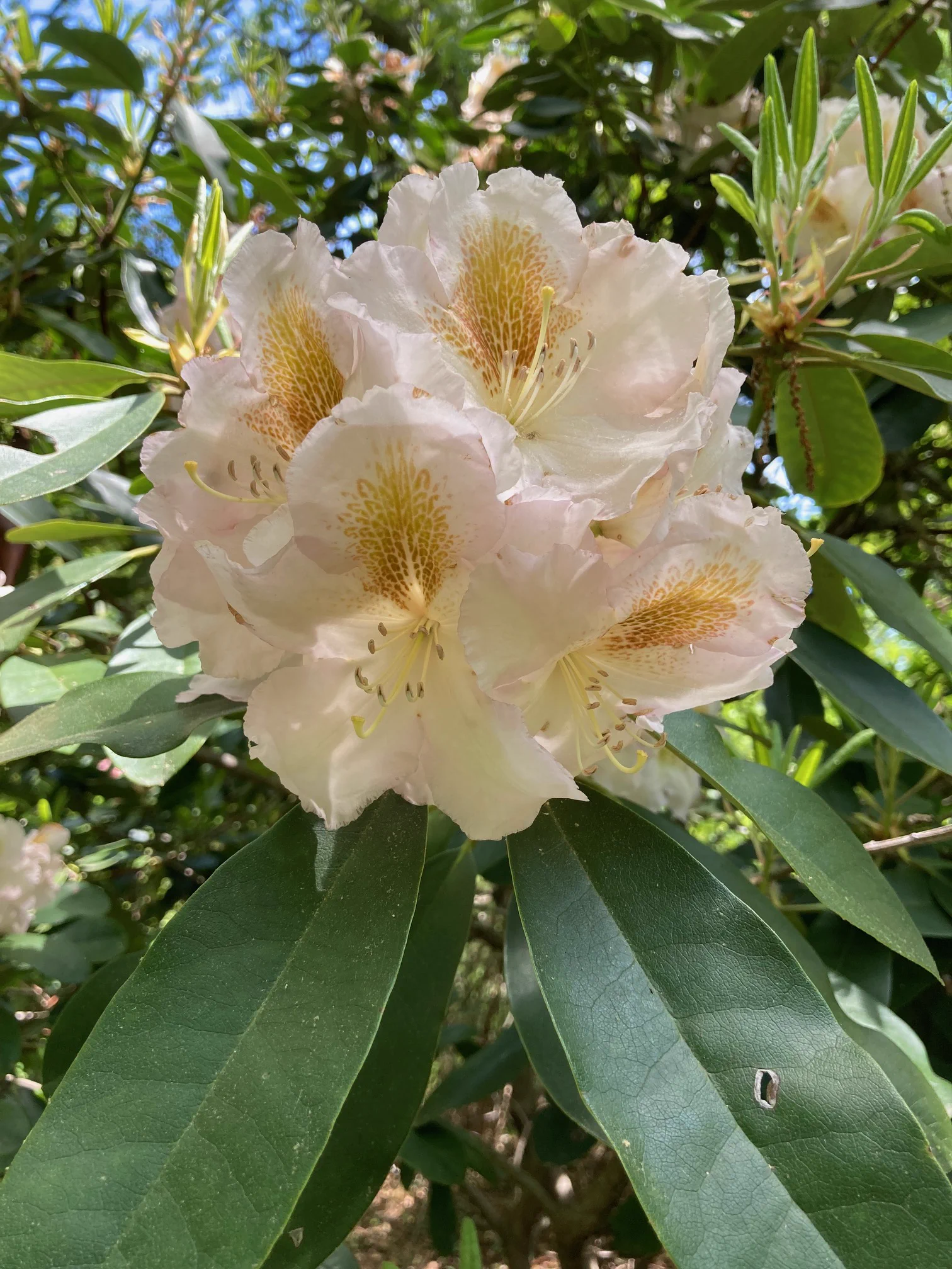 R. 'Ada Lohr' photo of R. 'Ada Lohr'. Flower detail and truss. Location: Martha's Vineyard, MA z7a. Photo by: Peter Norris