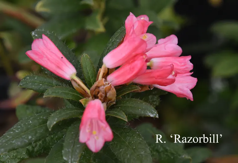 Photo of R. 'Razorbill', Rhododendron Hybrid