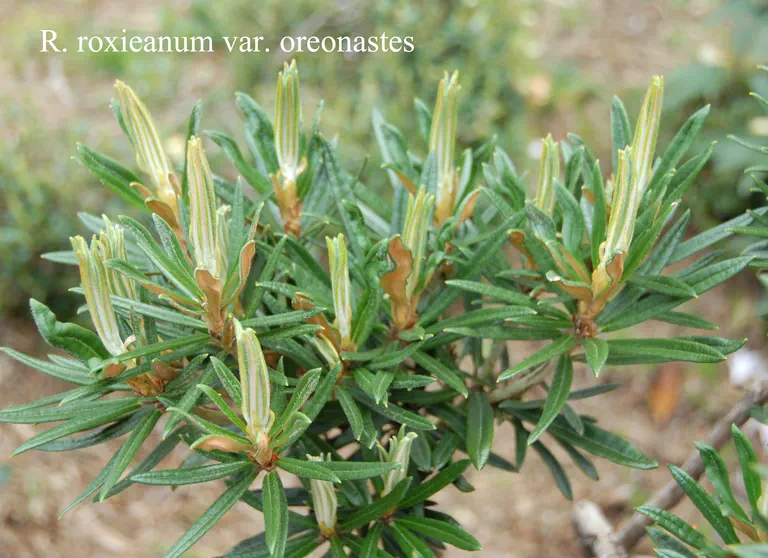 Photo of R. roxieanum var oreonastes, Species
