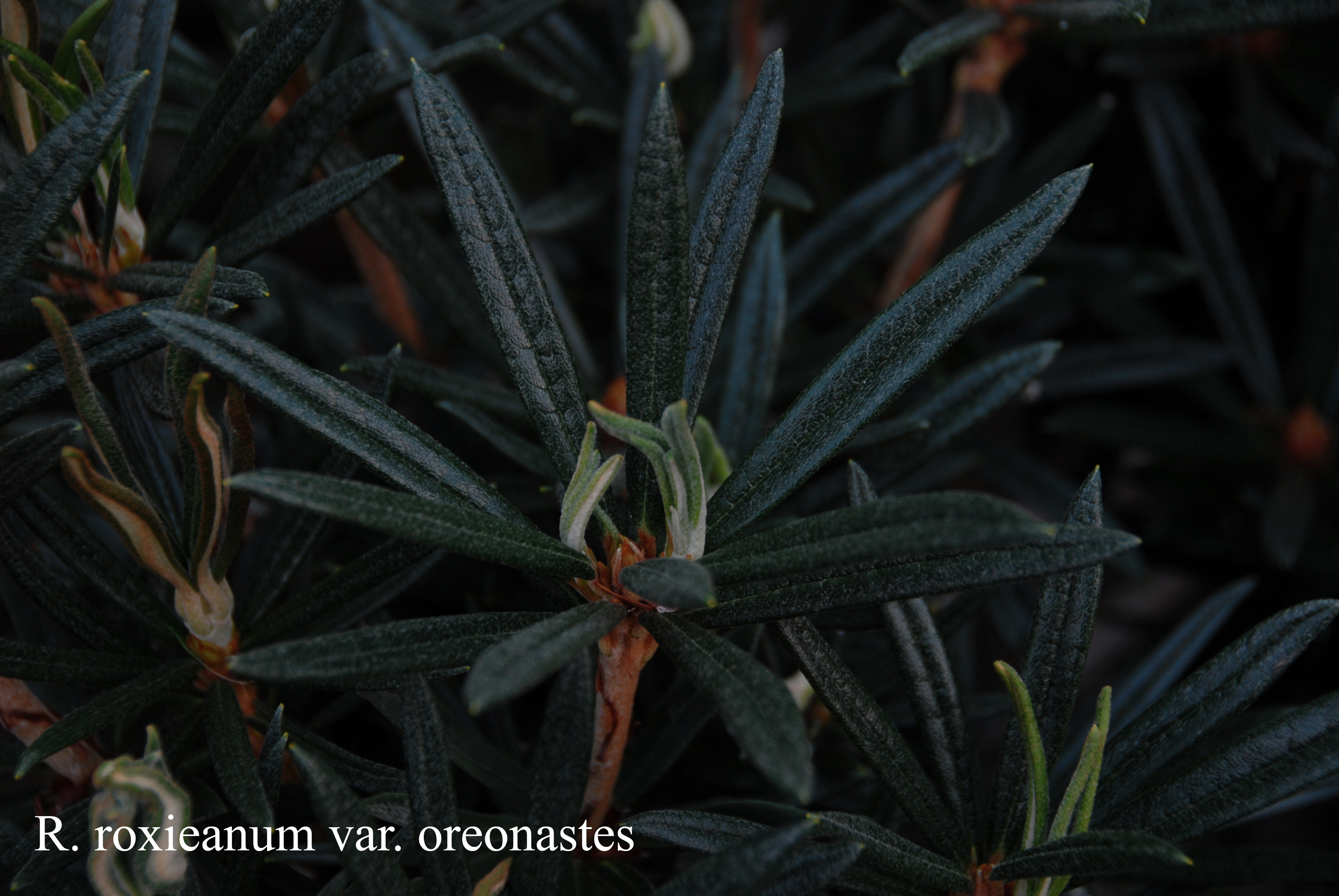 Rhododendron roxieanum var oreonastes photo