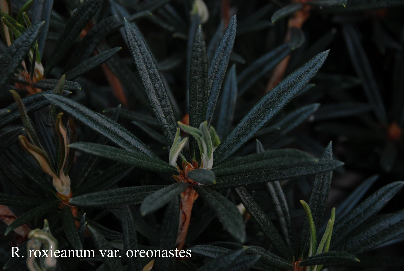 R. roxieanum var oreonastes photo of R. roxieanum var oreonastes. Leaves. Location: Fearing's Farm Nursery, Abbotsford, BC, Canada. Photo by: Harold Fearing