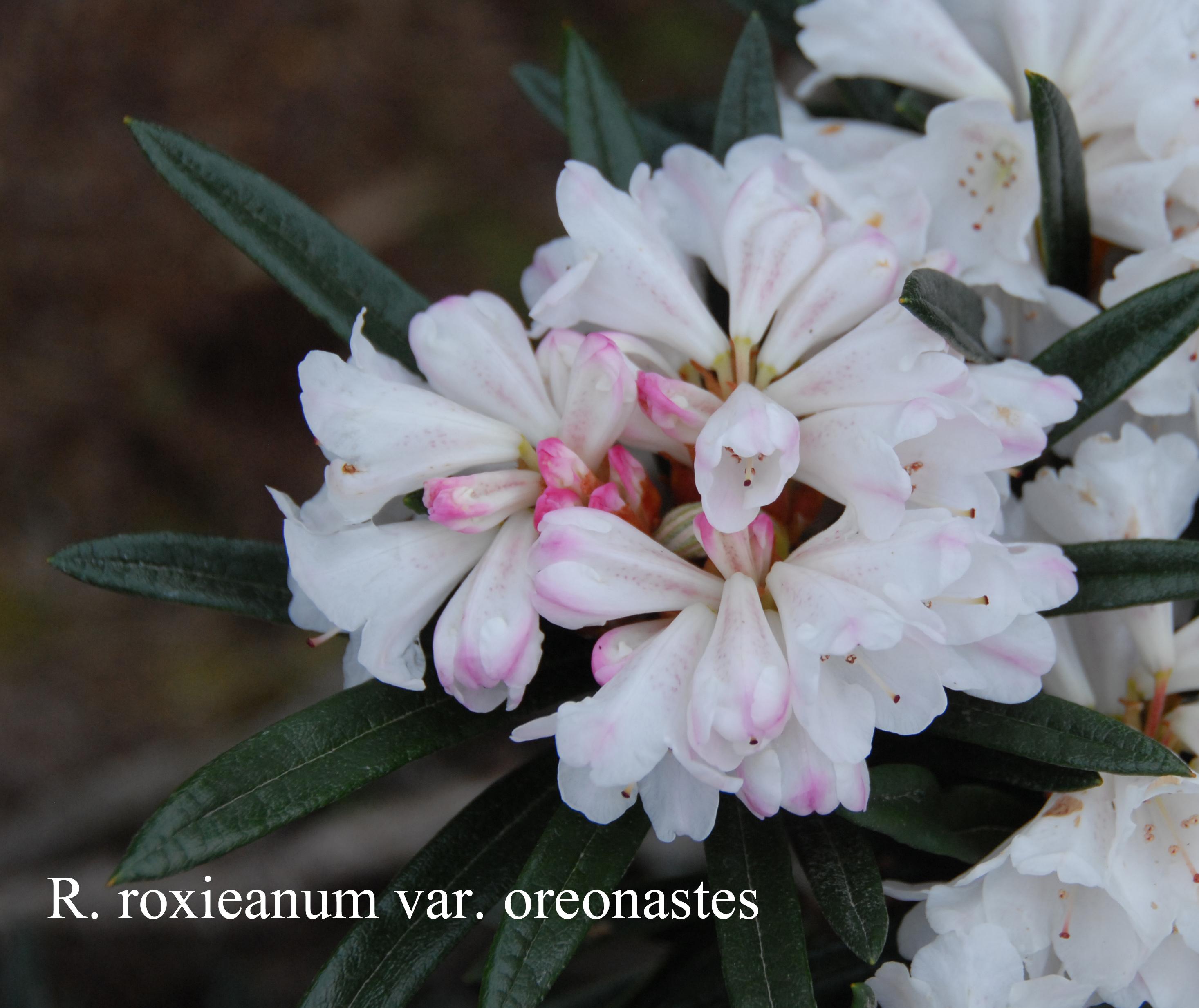 Rhododendron roxieanum var oreonastes photo