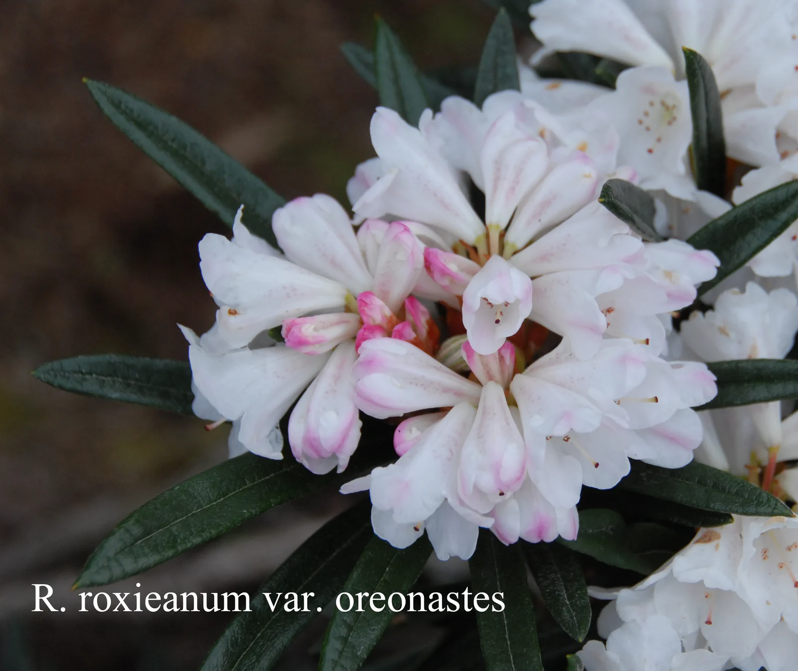 R. roxieanum var oreonastes photo of R. roxieanum var oreonastes. Location: Fearing's Farm Nursery, Abbotsford, BC, Canada. Photo by: Harold Fearing
