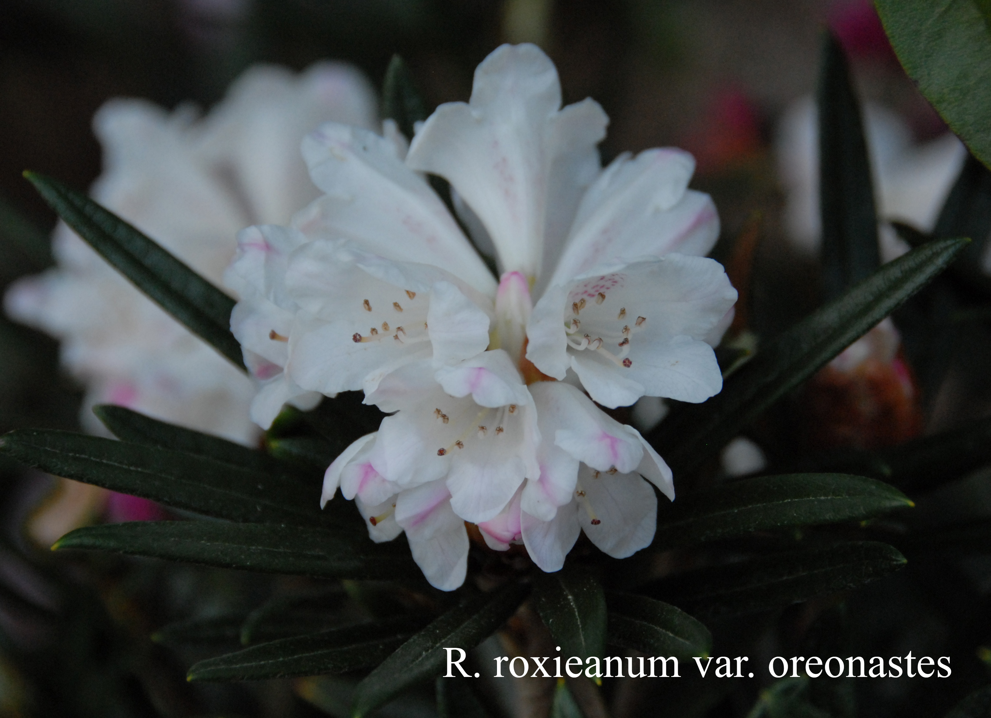 Rhododendron roxieanum var oreonastes photo
