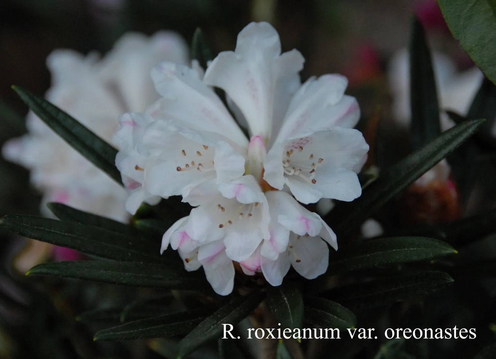 R. roxieanum var oreonastes photo of R. roxieanum var oreonastes. Location: Fearing's Farm Nursery, Abbotsford, BC, Canada. Photo by: Harold Fearing