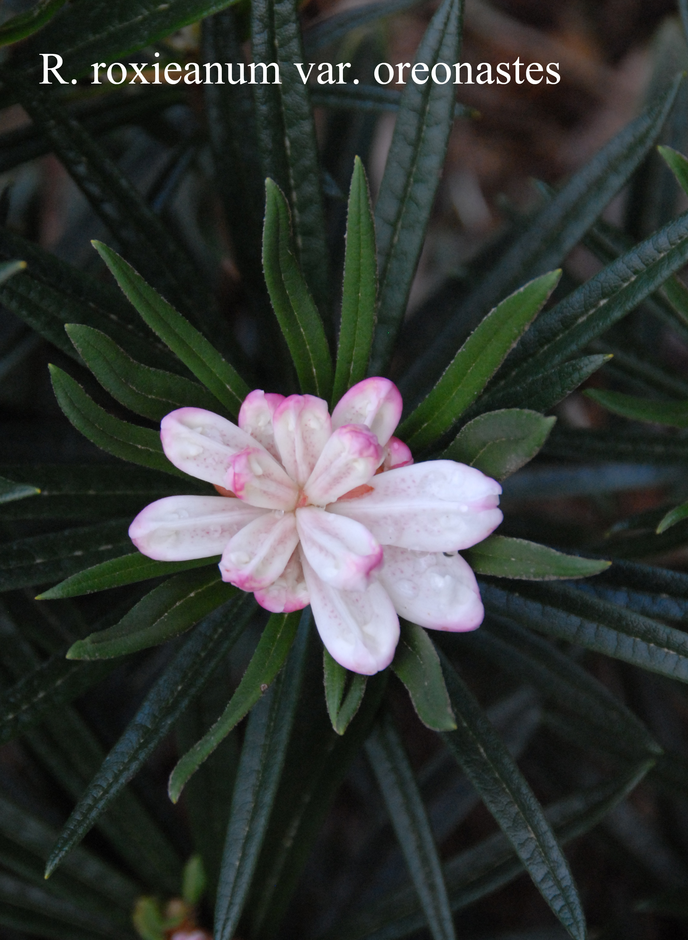 Rhododendron roxieanum var oreonastes photo