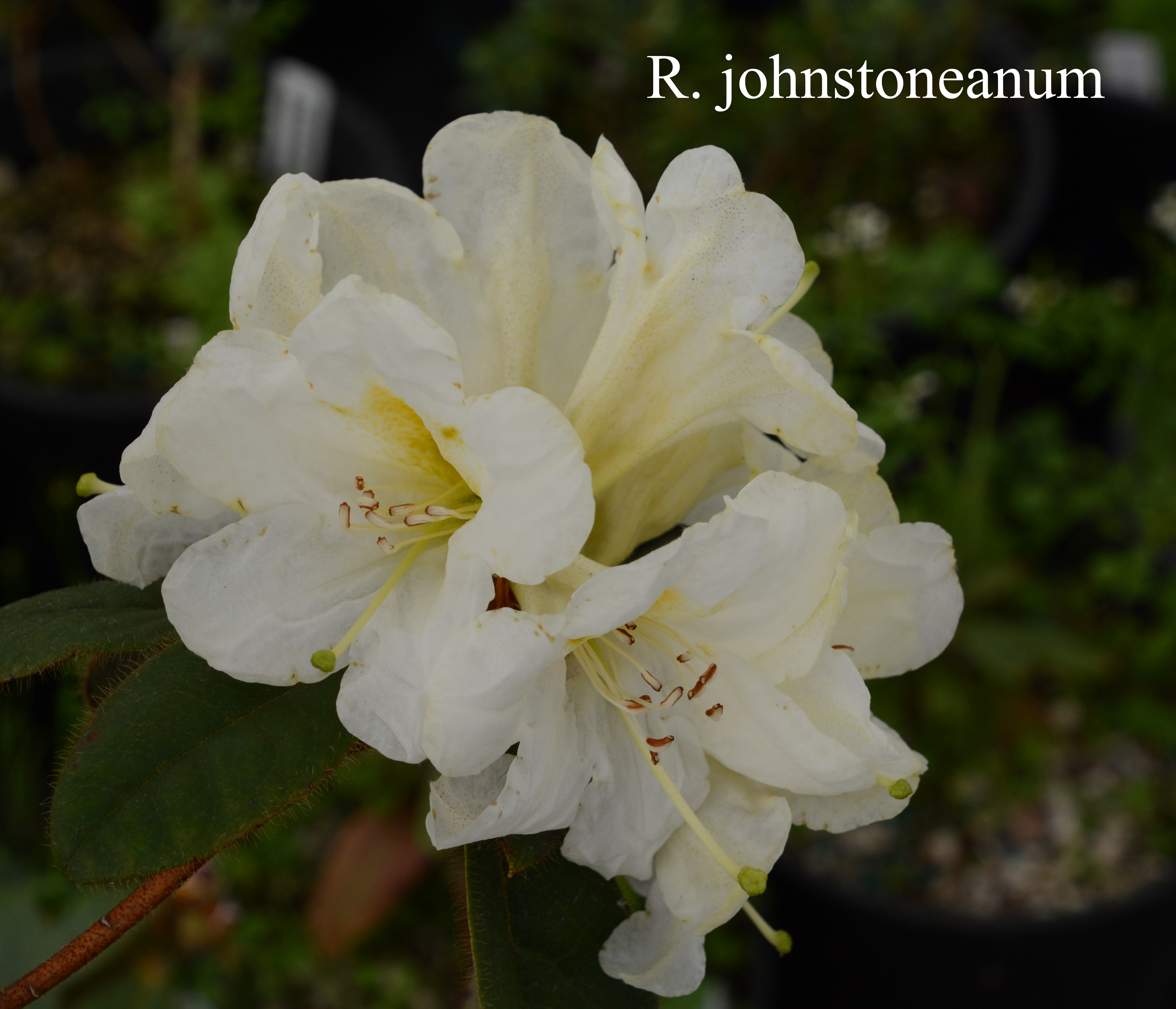 Rhododendron johnstoneanum photo