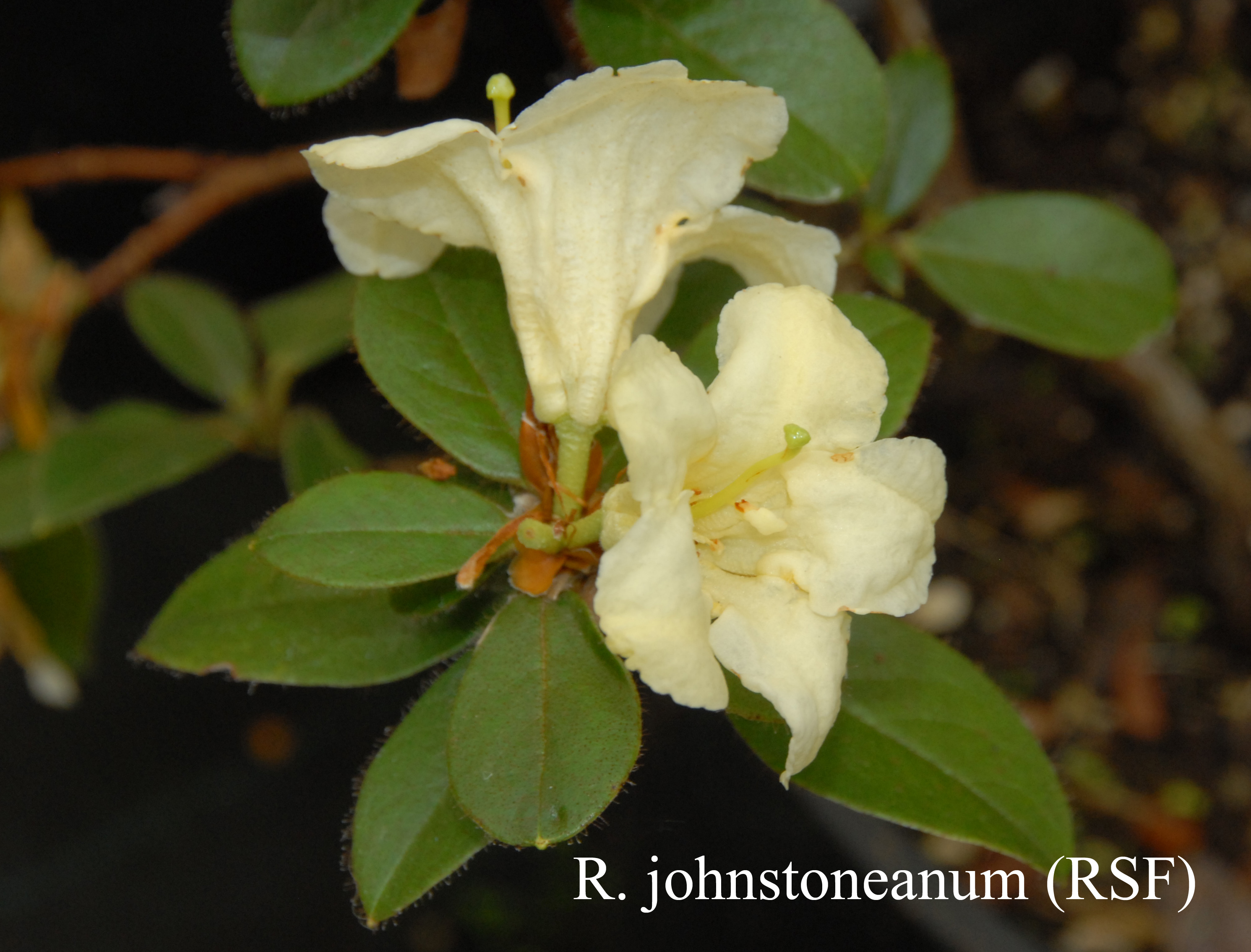Rhododendron johnstoneanum photo